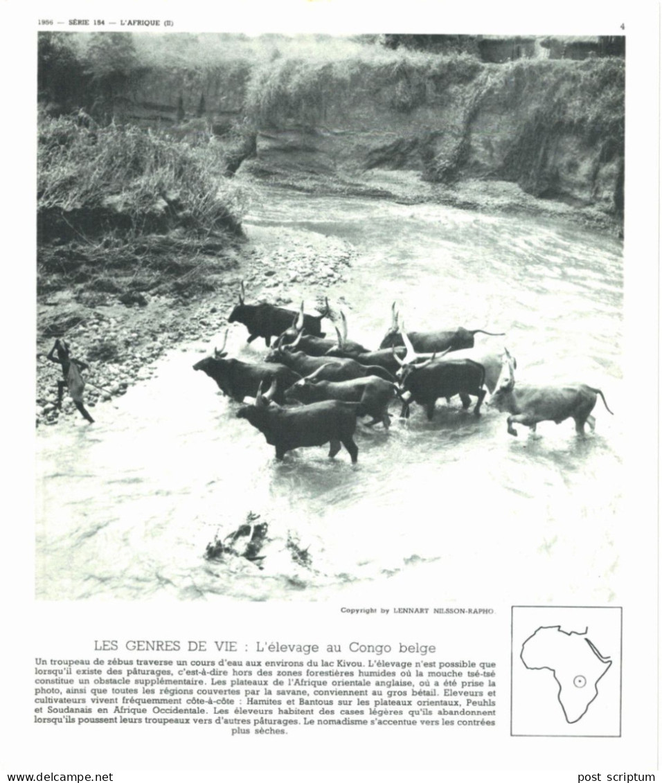 Photo  -  Reproduction -  Congo - Traversée D'un Cours D'eau Au Lac Kivou - Afrika
