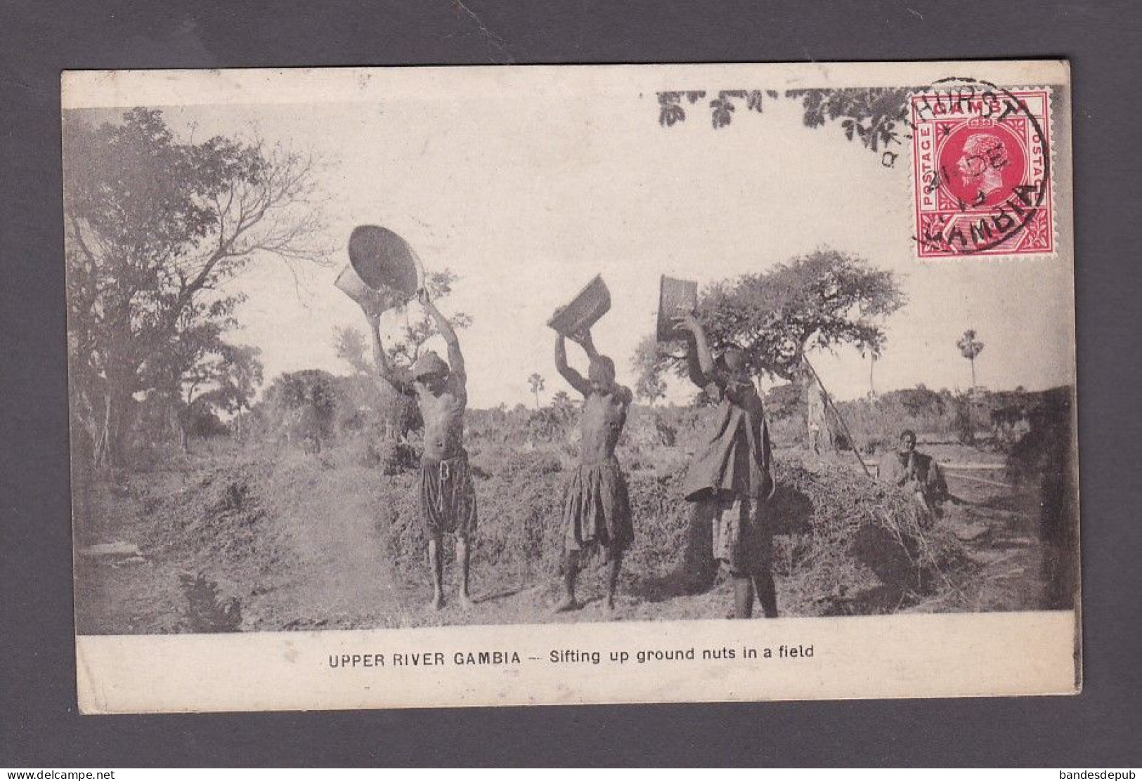 Gambie Upper River Gambia Sifting Up Ground Nuts In A Field (57078) - Gambia