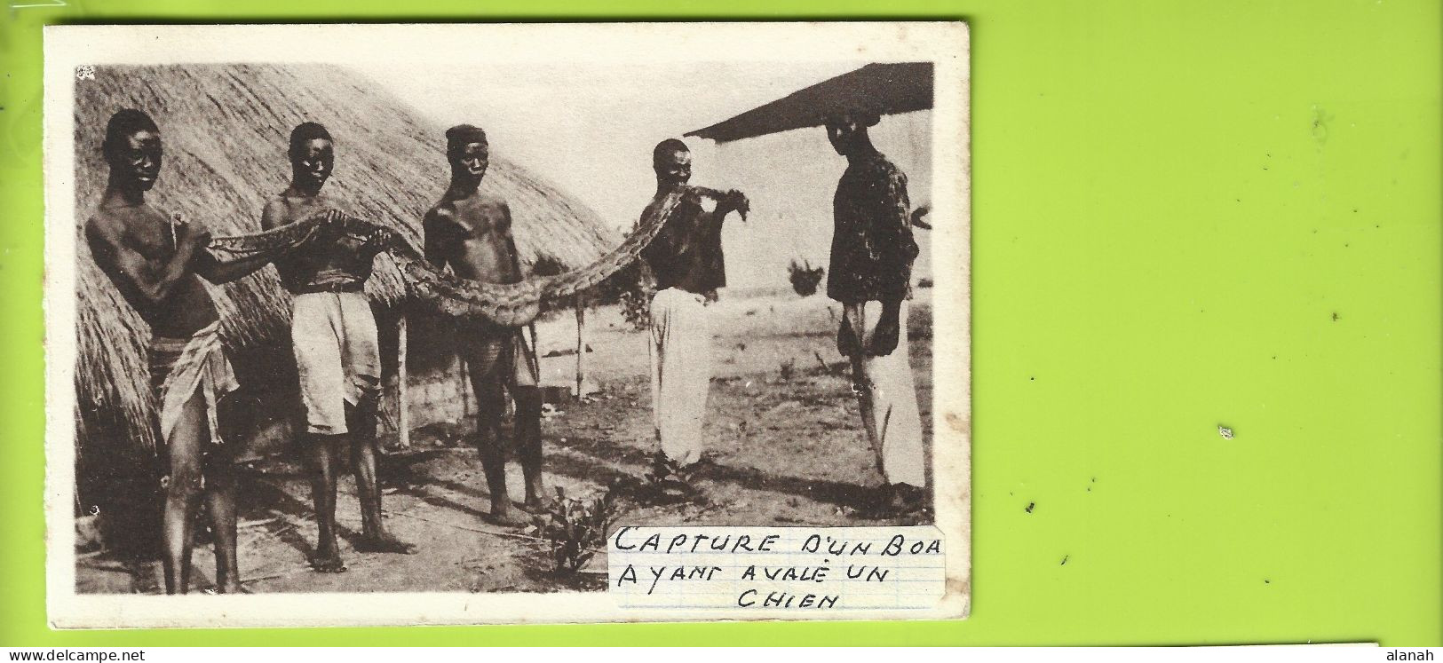 Capture D'un Serpent Boa Ayant Avalé Un Chien (Vialla) Guinée - Guinée Française
