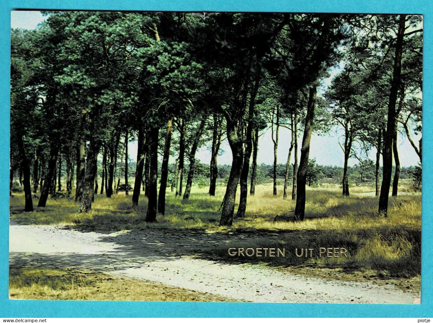 * Peer (Limburg) * (Uitgave Lander Eupen, A3) Groeten Uit Peer, Bonjour De, Heide, Arbres, Bos - Peer