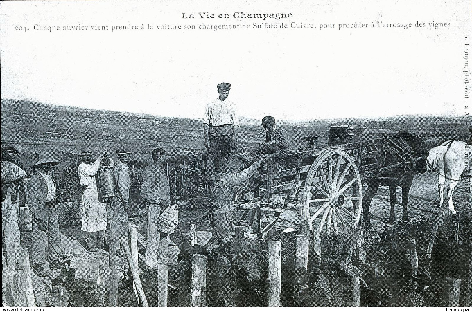 1216 - CHAMPAGNE - Sulfatage Des Vignes En Champagne - Champagne - Ardenne