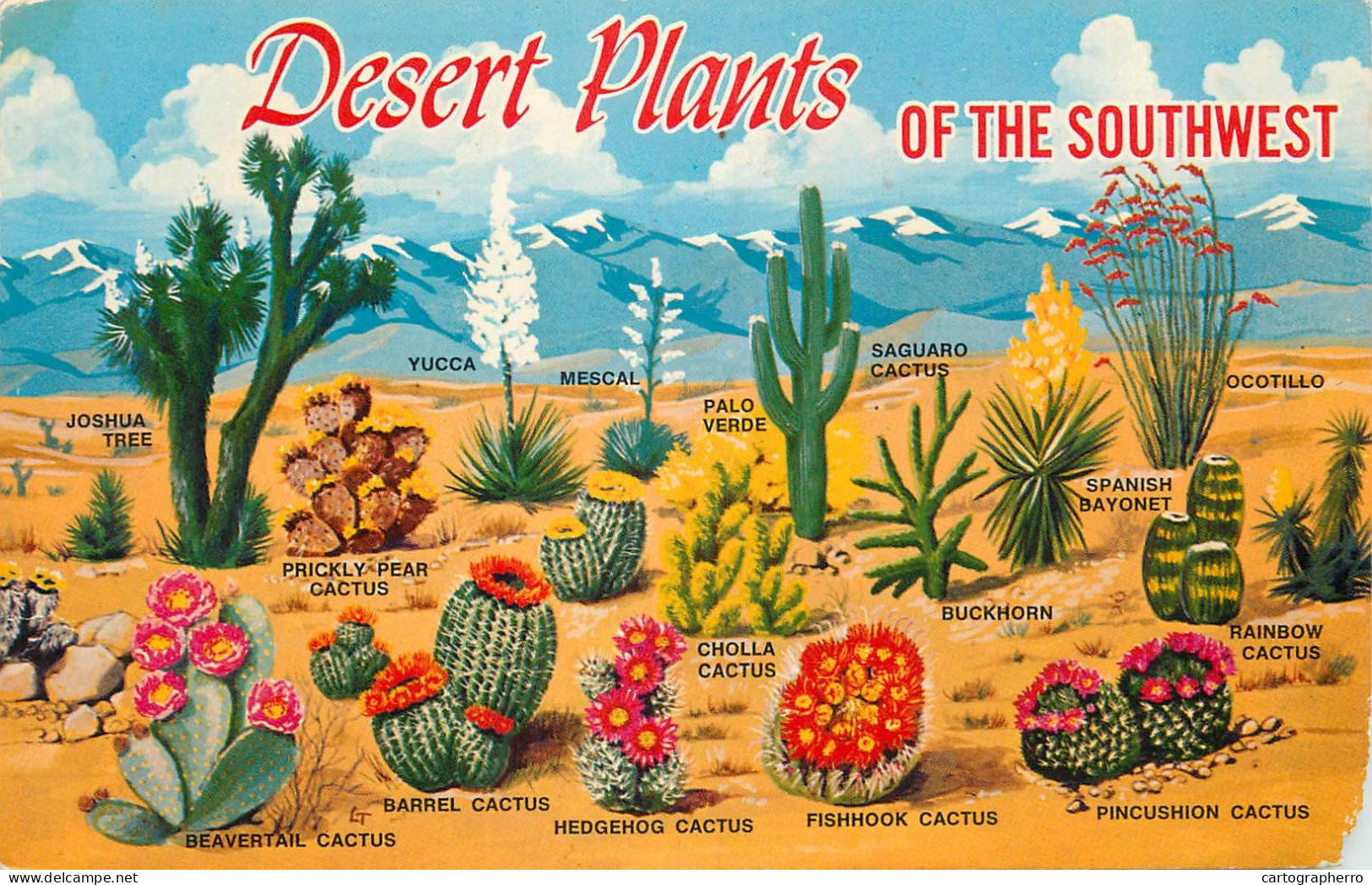 USA Desert Plants Of The Southwest - Cactussen