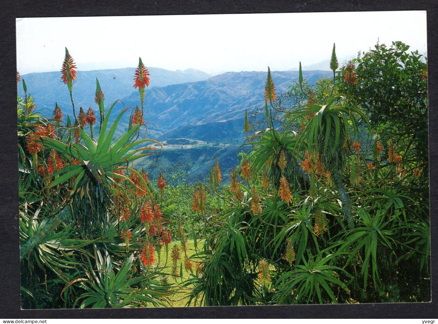 Afrique Du Sud - VALLEY OF A THOUSAND HILLS - Aloes Thrive In The Undulating Countryside Of This Scenic Region Between - Afrique Du Sud