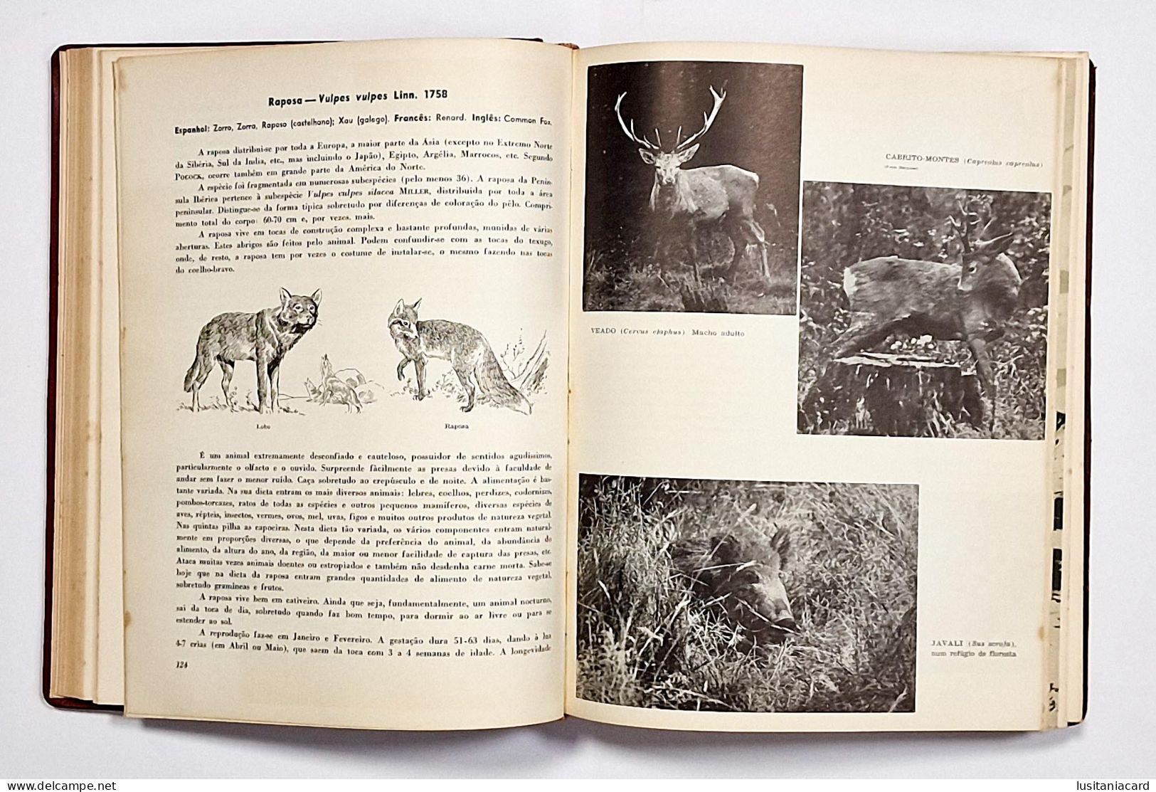 A Caça Em Portugal.(2VOL.)( Ed.Editorial Estampa-1963-1965) + Caça (1VOL.)(Por: Eduardo M.Barreiros-1900)(MUITO RARO) - Livres Anciens