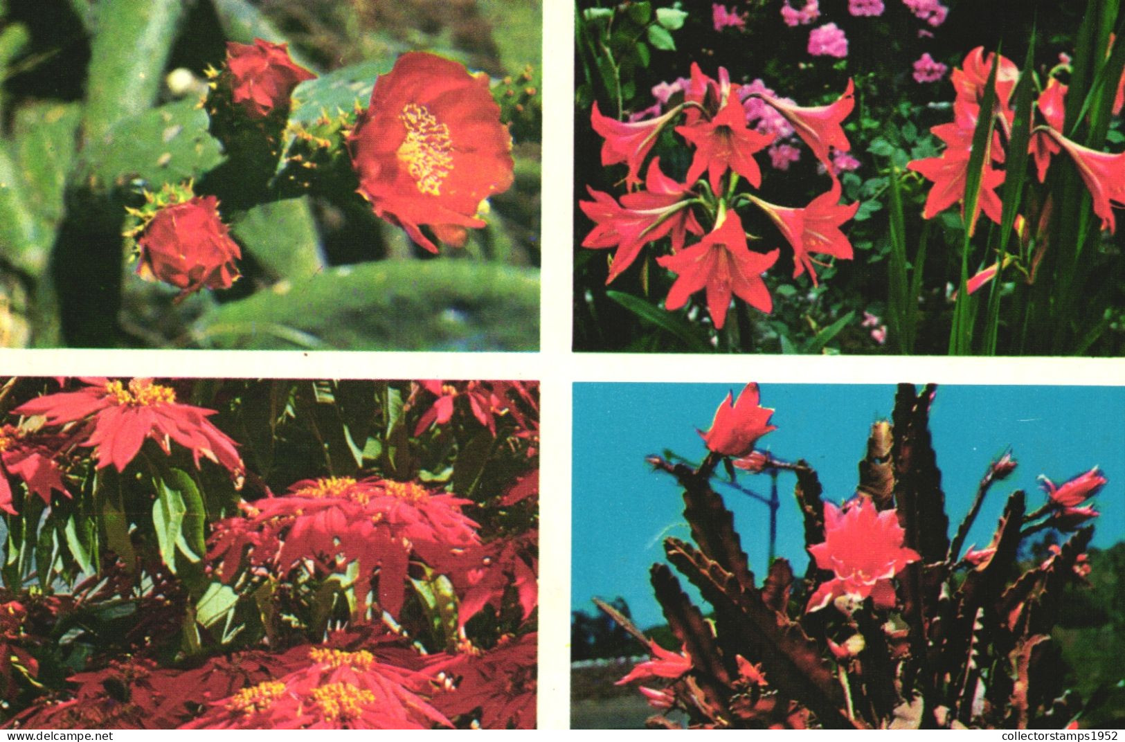 POSTCARD, FLOWERS, CACTUSSES, TENERIFE, CANARY ISLANDS - Cactusses