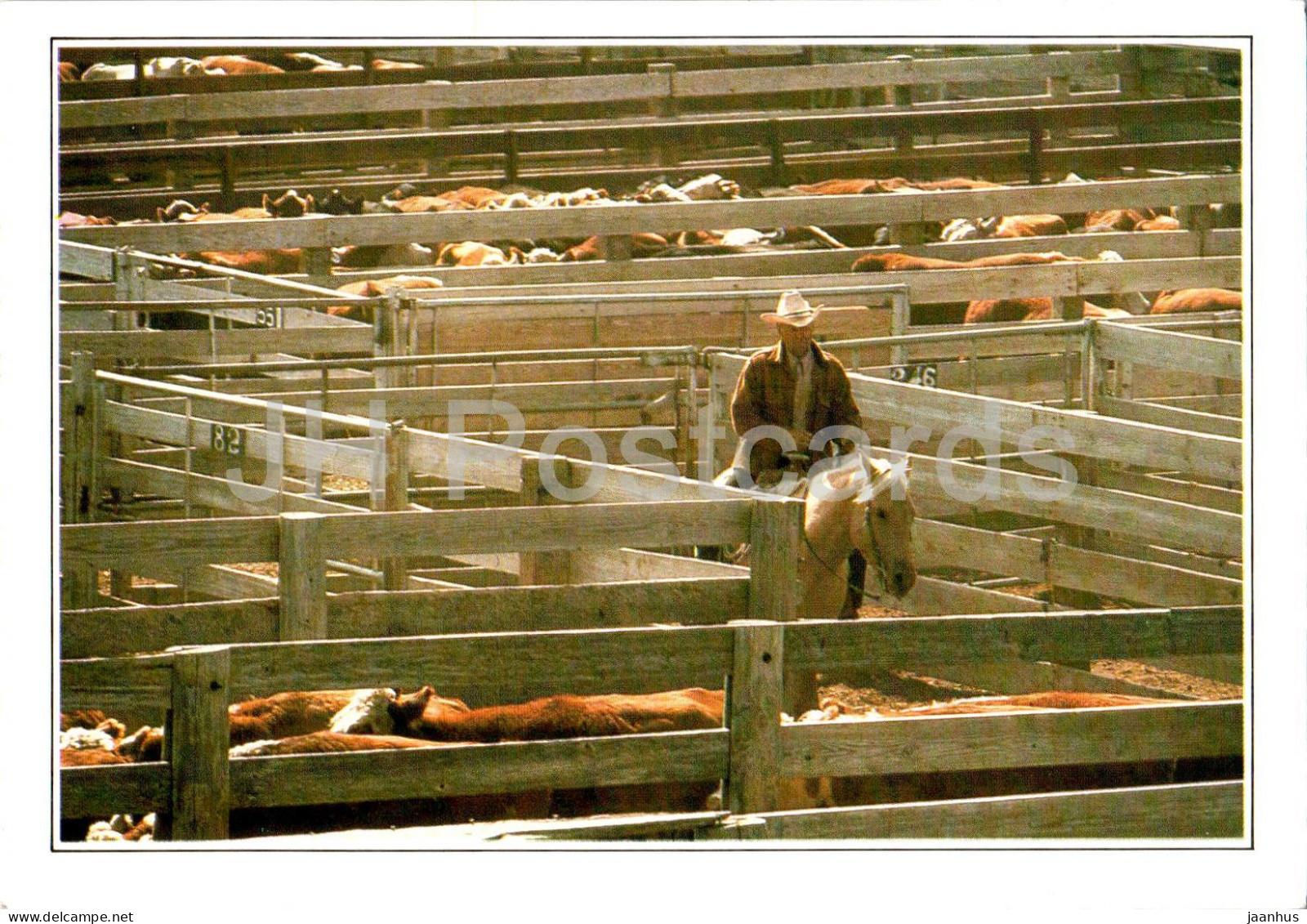 Amarillo - Cattle In The Corral - Horse - A1 - USA - Unused - Amarillo