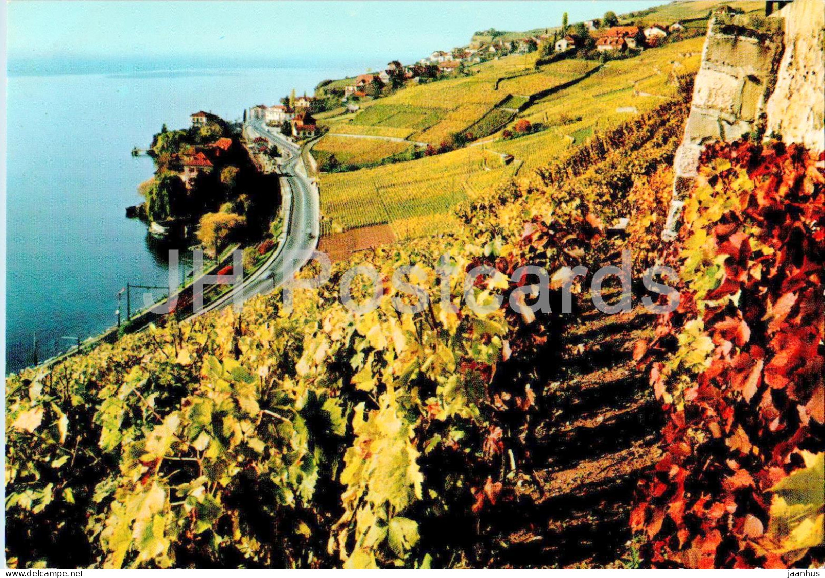 Rivaz - Lac Leman - Vineyard - 9228 - Switzerland - Unused - Rivaz