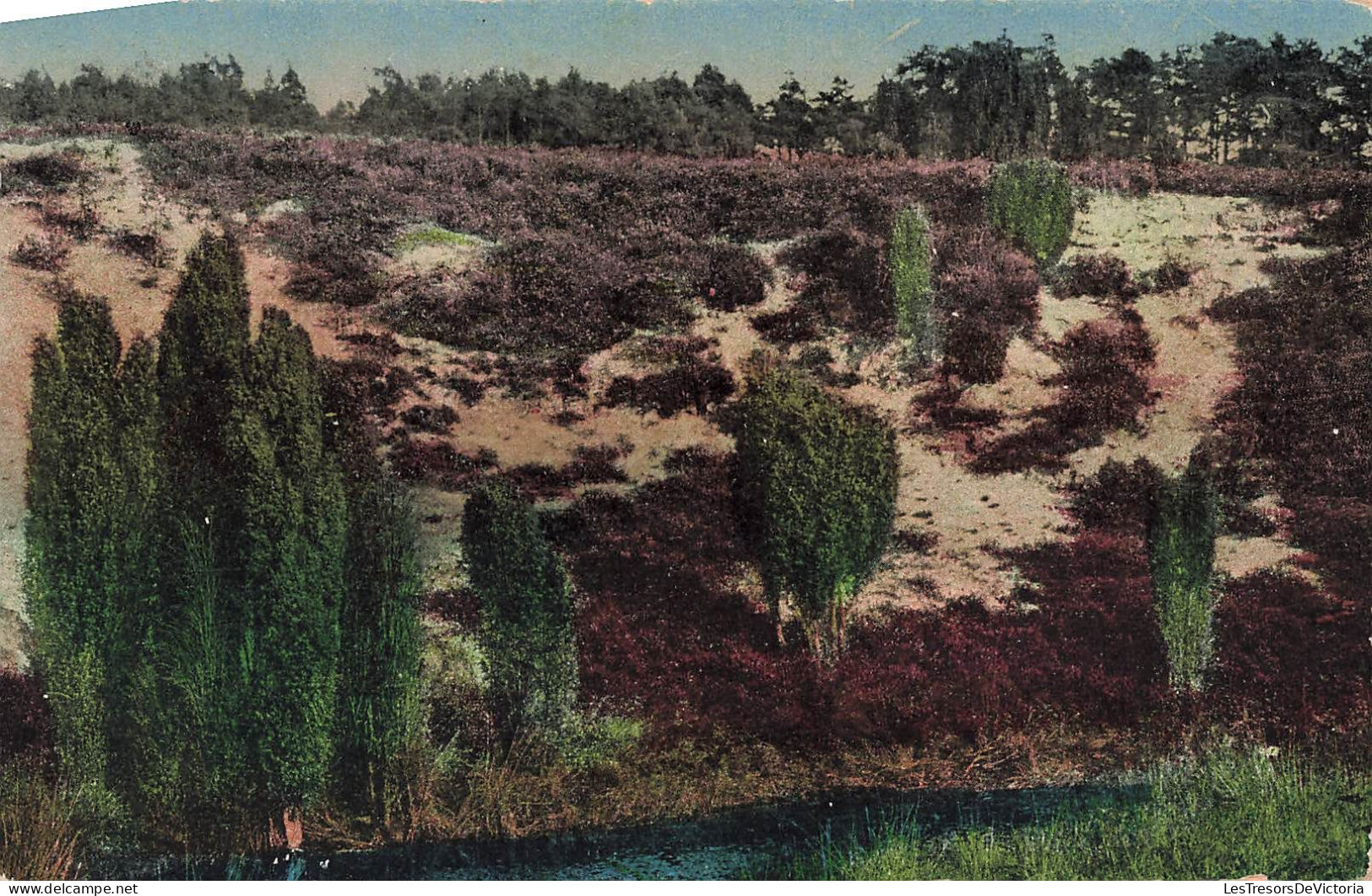 ALLEMAGNE - Lunebourg - Lande De Lunebourg - Colorisé - Carte Postale Ancienne - Lüneburg