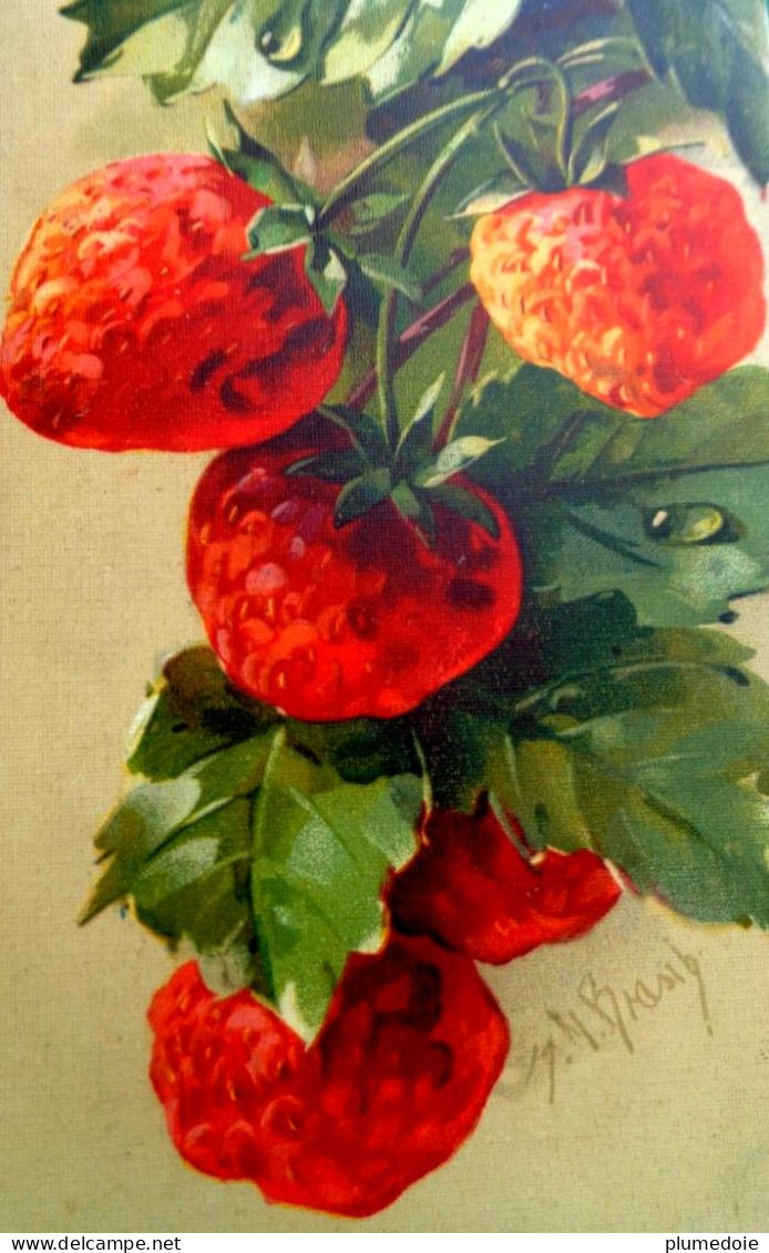 Cpa ILLUSTRATEUR  FRUITS Fraise, Fraisier  , BELLES FRAISES Sur PIED , STRAWBERRY . STRAWBERRIES , A/s  OLD PC - Heilpflanzen