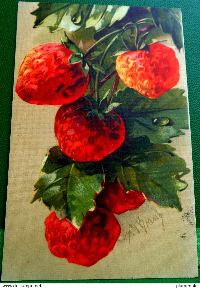 Cpa ILLUSTRATEUR  FRUITS Fraise, Fraisier  , BELLES FRAISES Sur PIED , STRAWBERRY . STRAWBERRIES , A/s  OLD PC - Geneeskrachtige Planten