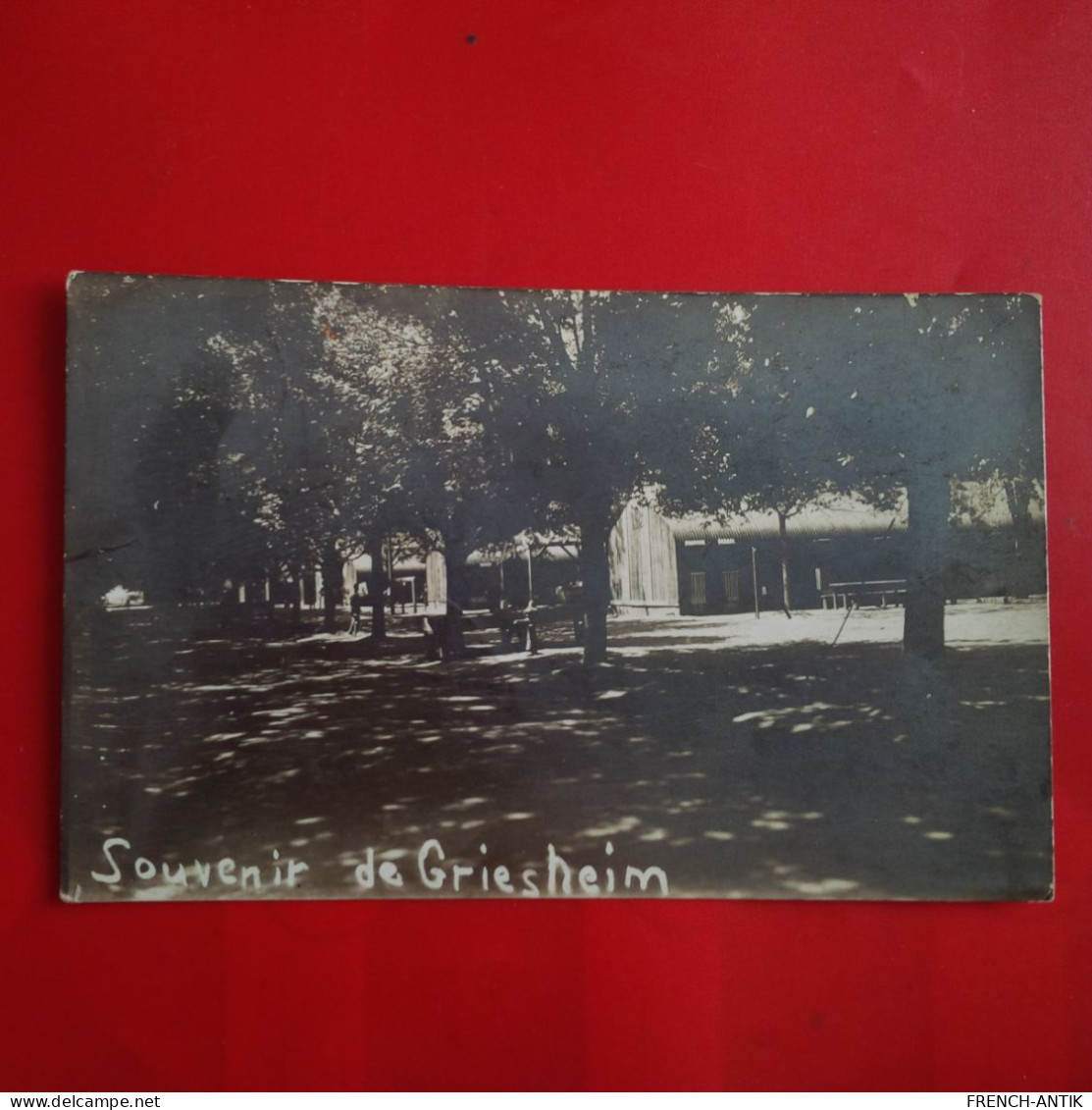 CARTE PHOTO SOUVENIR DE GRIESHEIM - Altri & Non Classificati