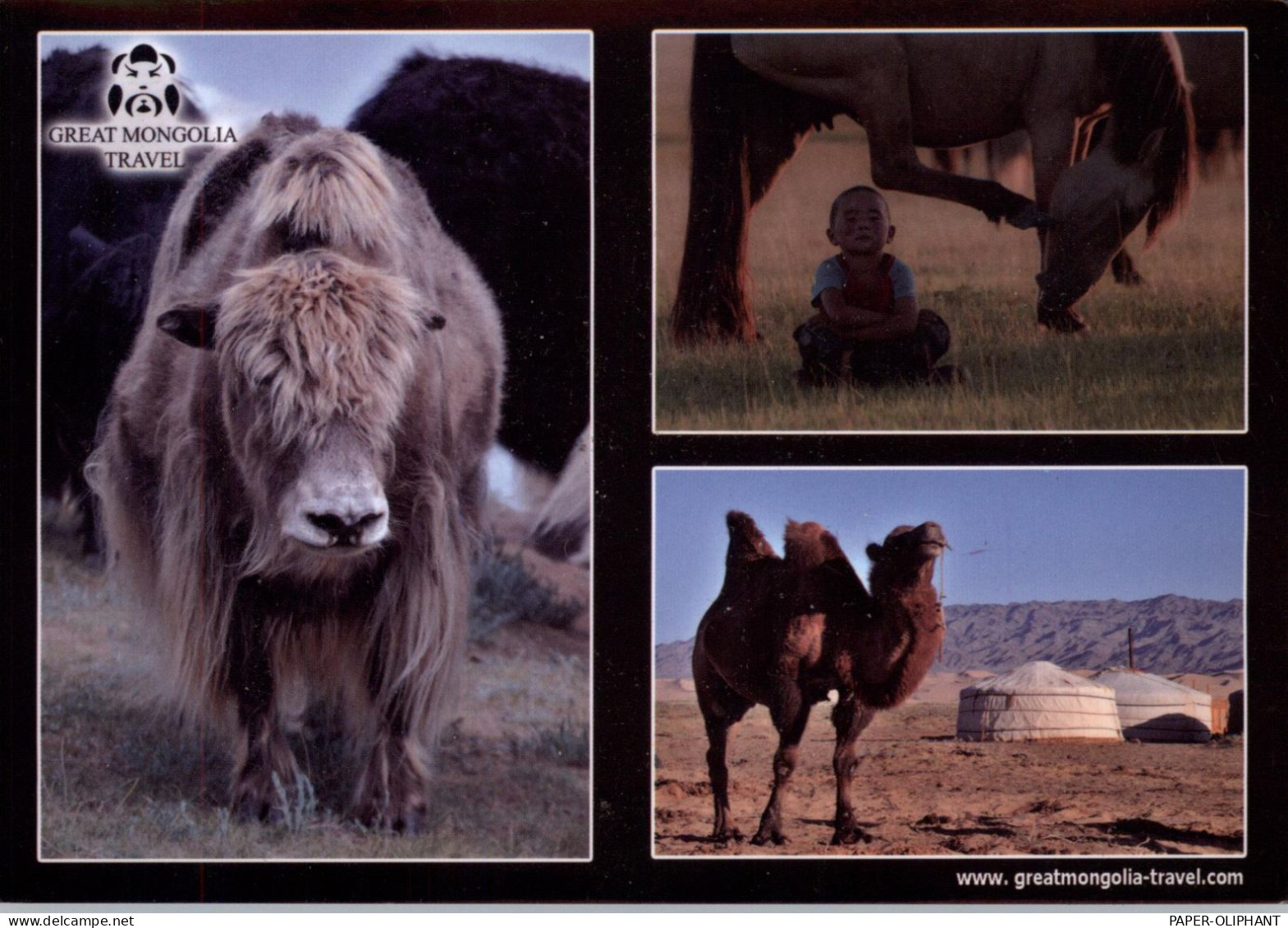 MONGOLIA - Wildlife - Mongolia