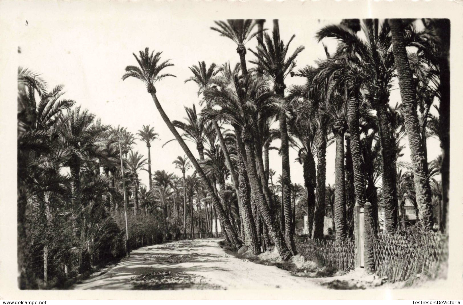 ESPAGNE - Alicante - Elche - Chemin Entre Palmiers - Carte Postale Ancienne - Alicante