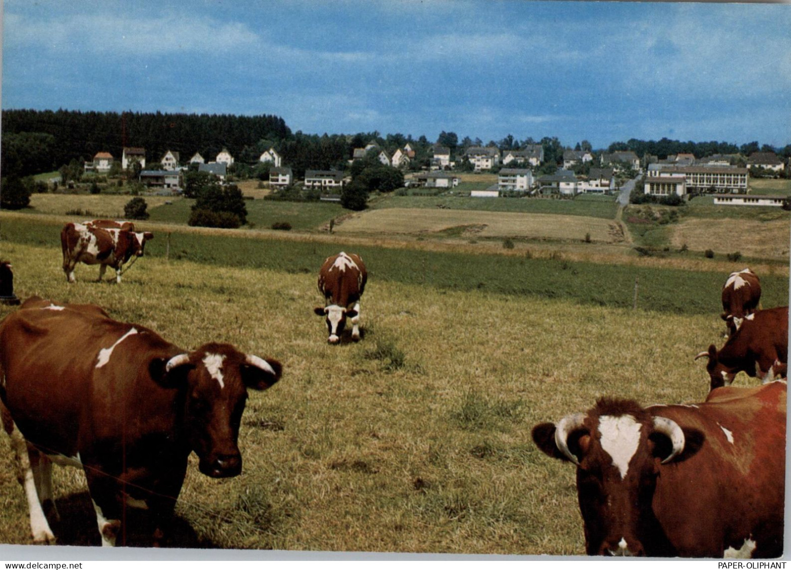 5232 FLAMMERSFELD, Gesamtansicht Mit Weidetieren - Altenkirchen