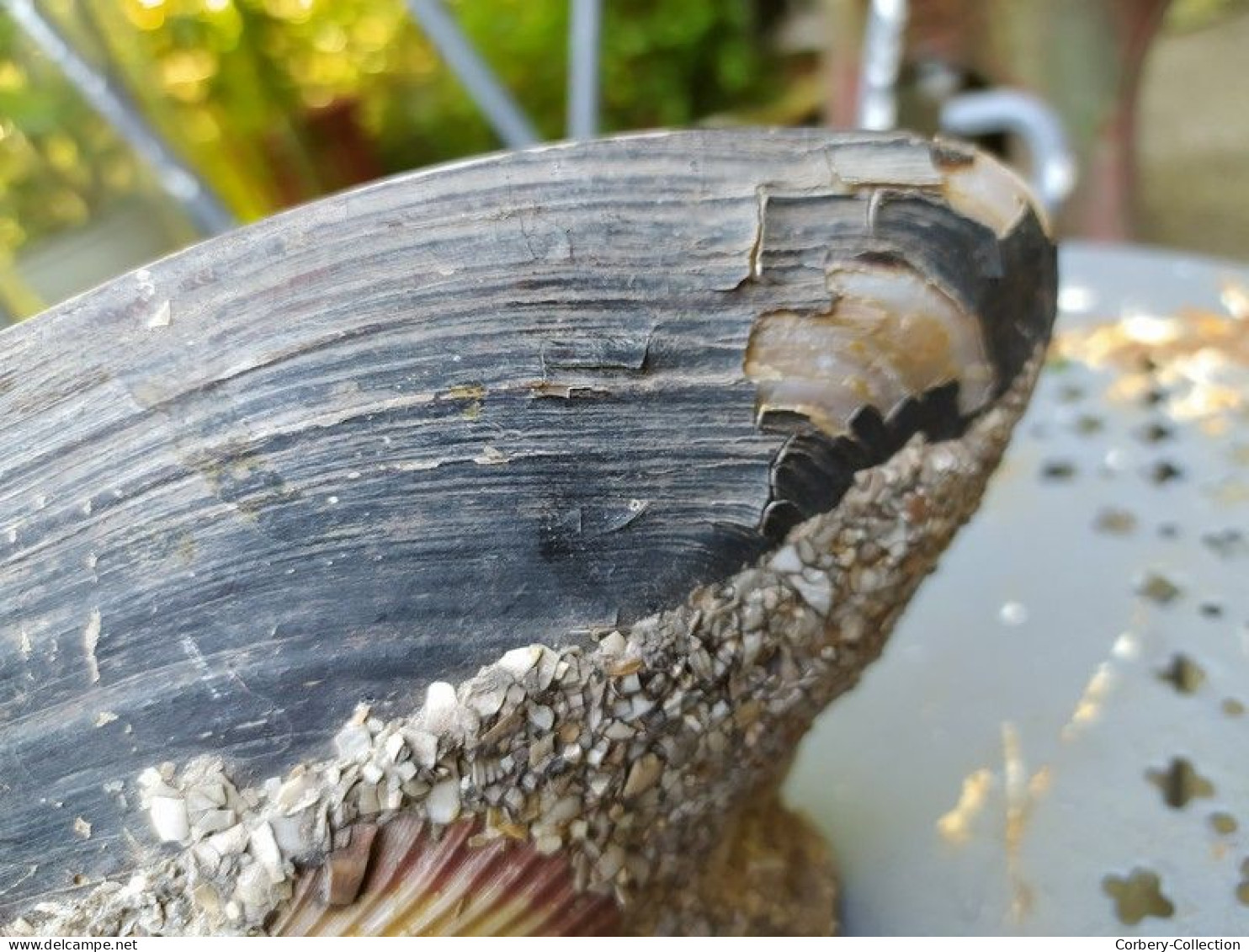 Ancien Souvenir Début XXème Encrier Coquillage Peint Paquebot France.