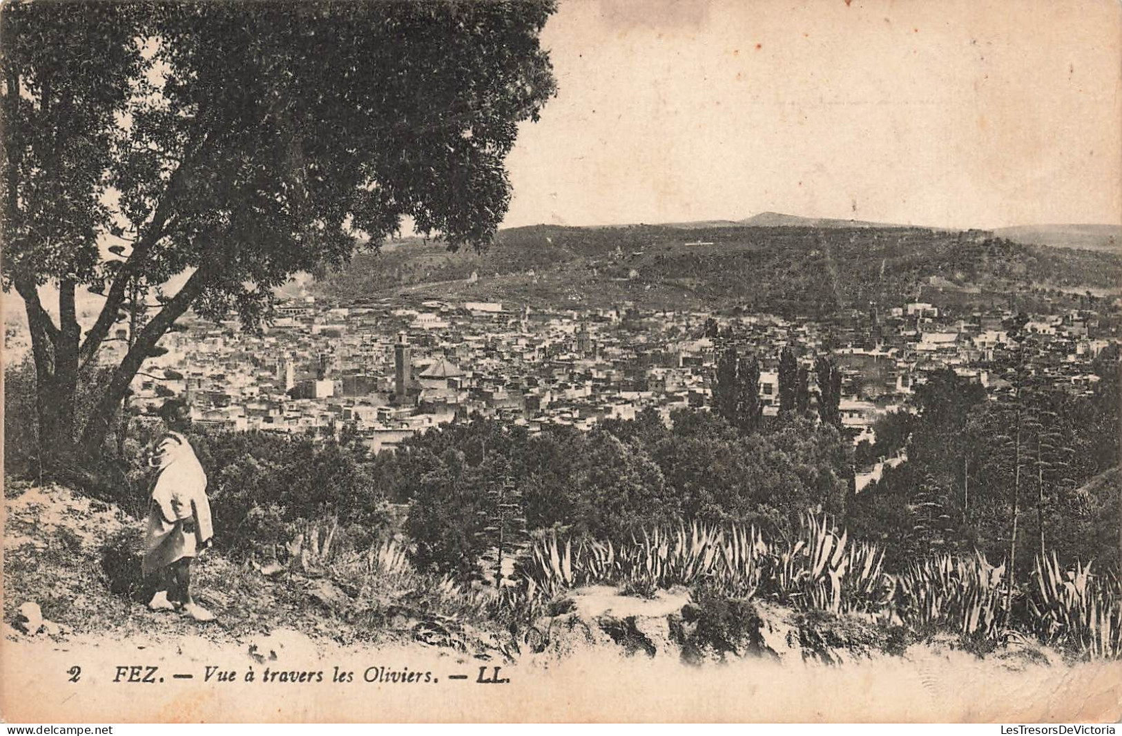 MAROC - Fez - Vue à Travers Les Oliviers - Carte Postale Ancienne - Fez (Fès)