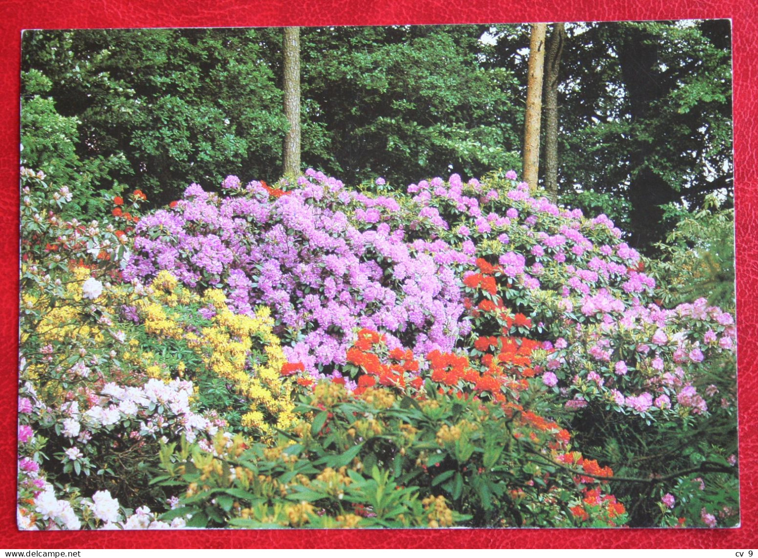 AK Rhododendron Waldpark Linswege Dietrich G Hobbie Deutschland BRD Gelaufen Used Postcard A190 - Westerstede