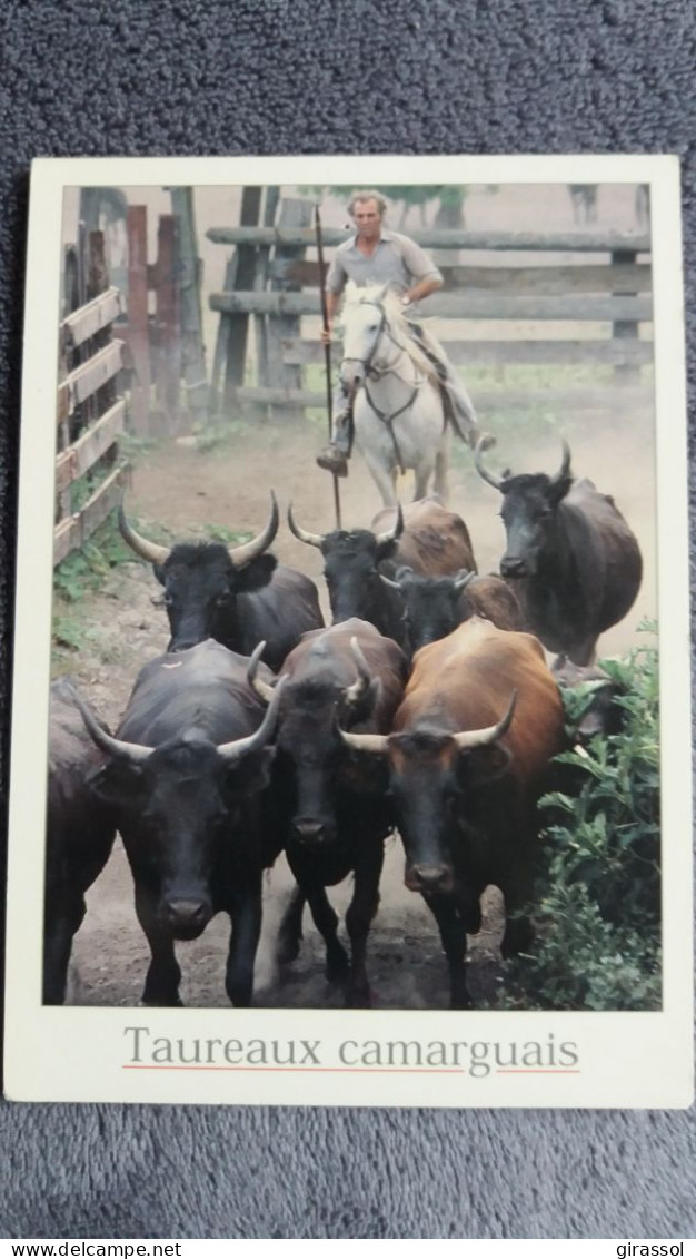 CPM CHEVAL GARDIAN MANADE DE TAUREAUX CAMARGUAIS PHOTO FARISSIER TAUREAU TAUREAUX TORO TOROS ED SL 2004 - Stieren