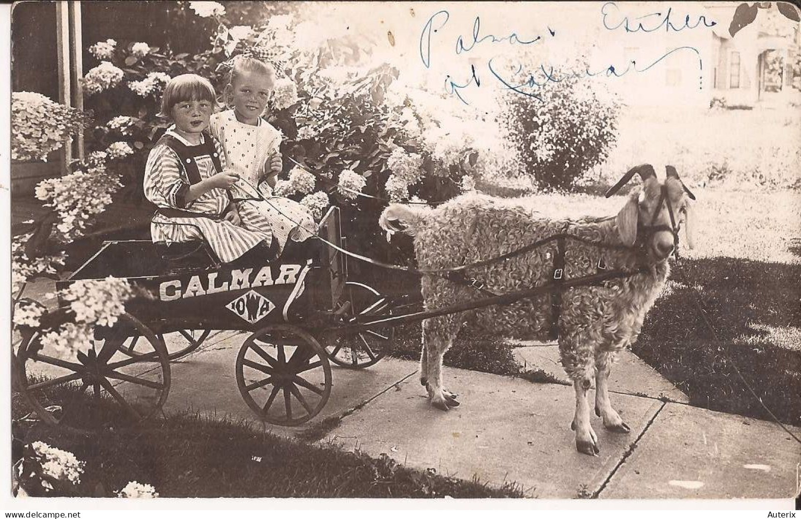 USA - Carte-photo Goat Cart Calmar Iowa - Sonstige & Ohne Zuordnung