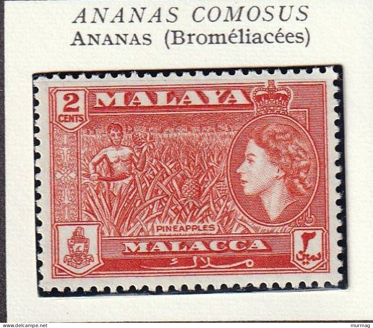 MALAISIE - MALACCA - Fruits, Ananas Comosus, Reine Elizabeth II - MNH - Malacca