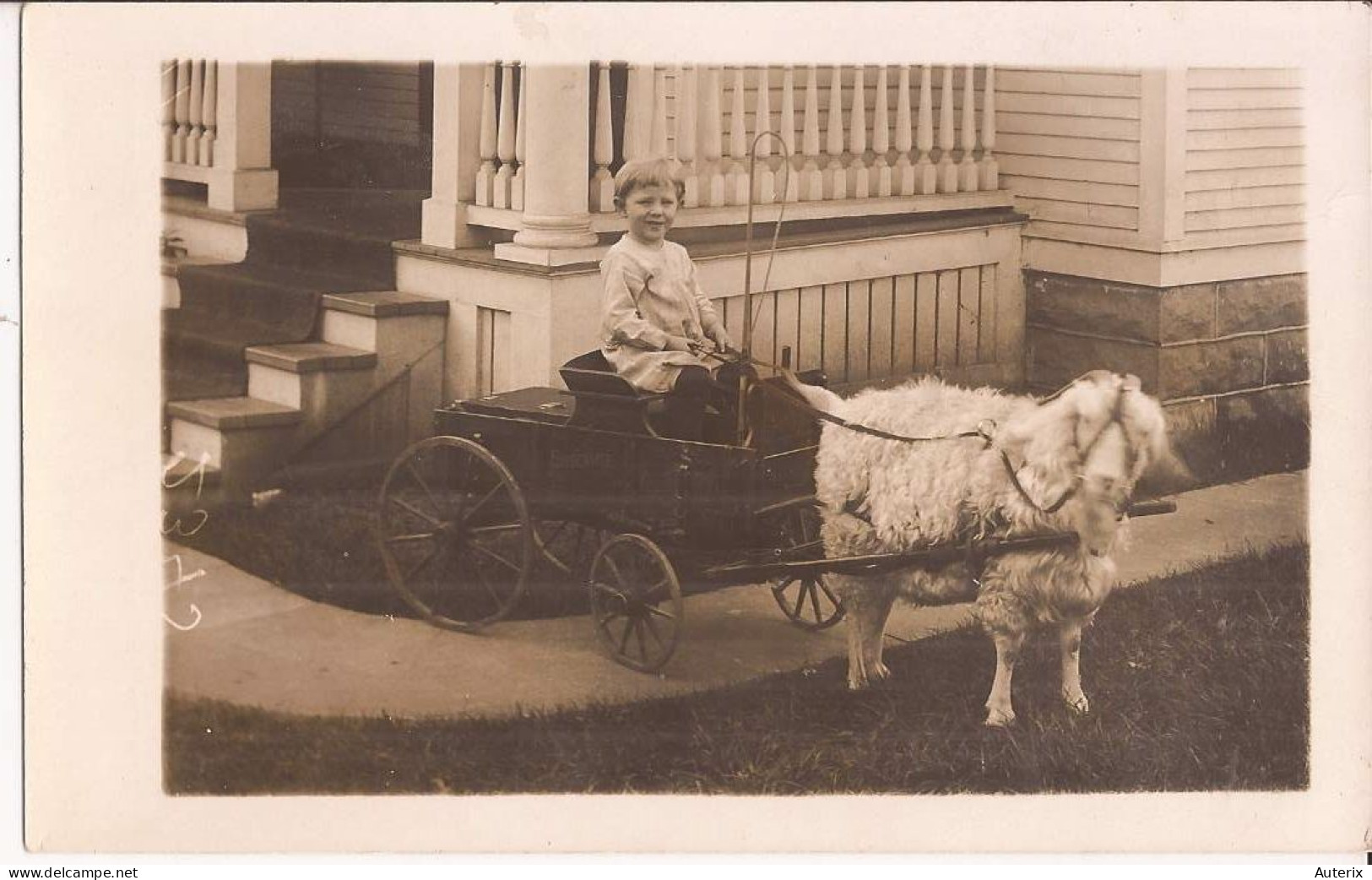 USA - Carte-photo Goat Cart - Autres & Non Classés