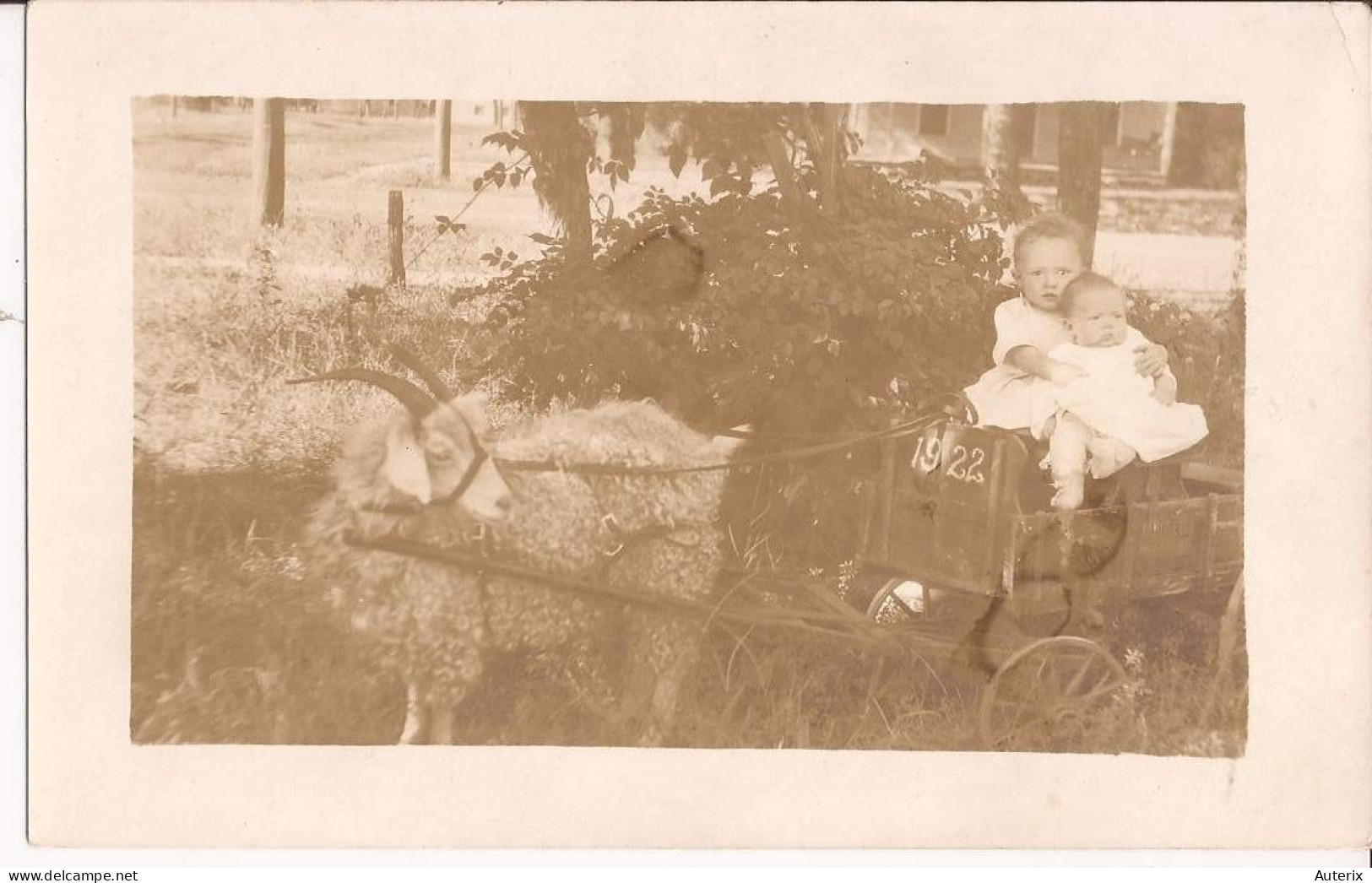 USA - Carte-photo Goat Cart - Autres & Non Classés