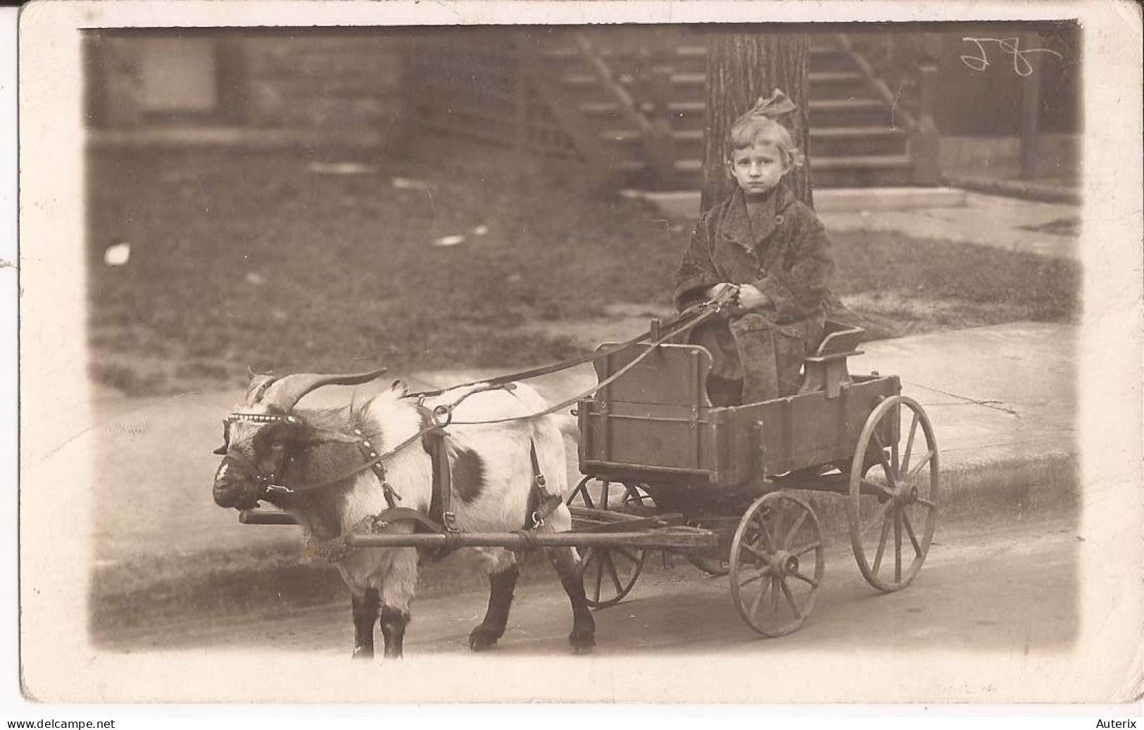 USA - Carte-photo Goat Cart - Autres & Non Classés