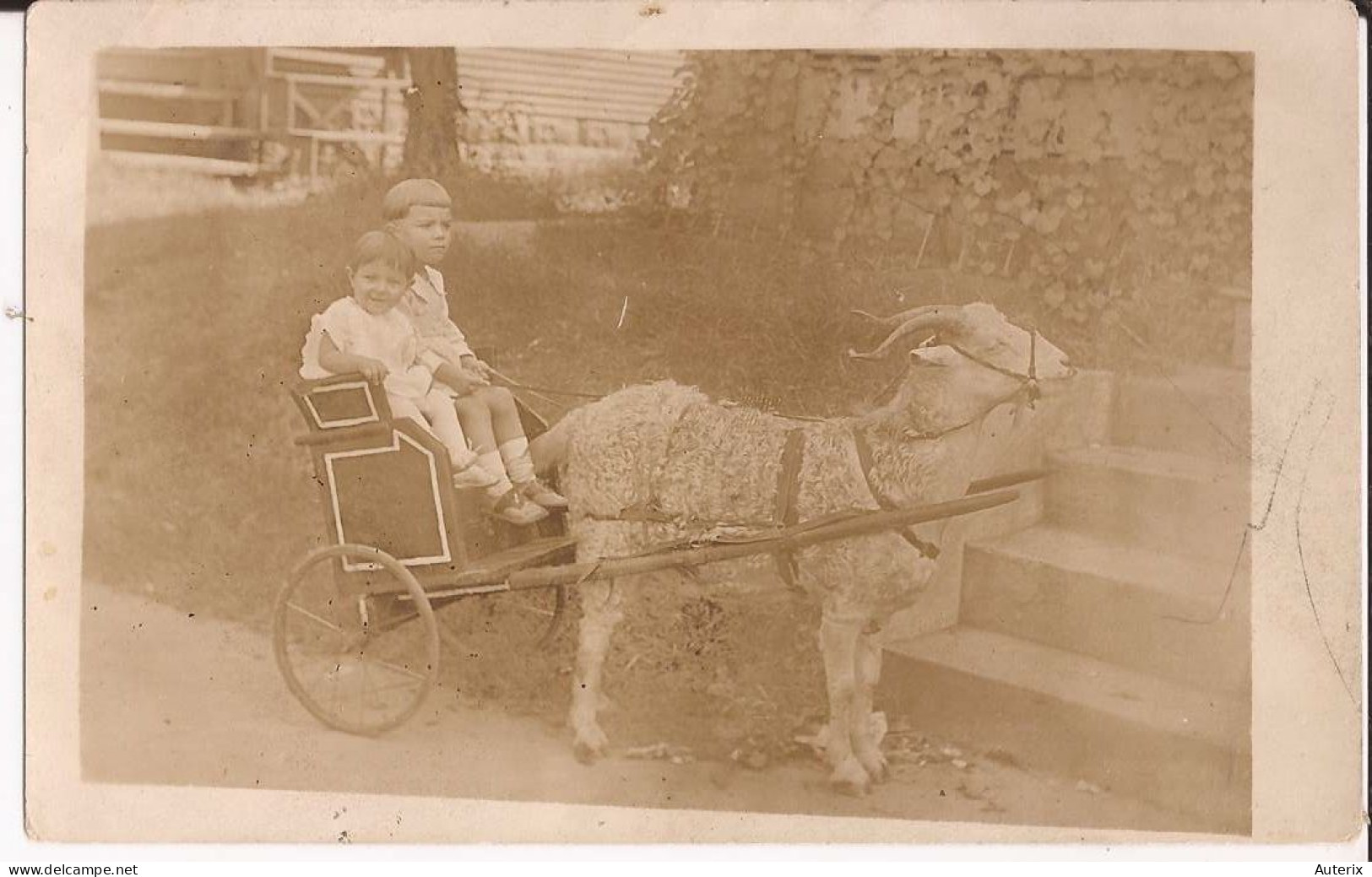 USA - Carte-photo Goat Cart - Autres & Non Classés