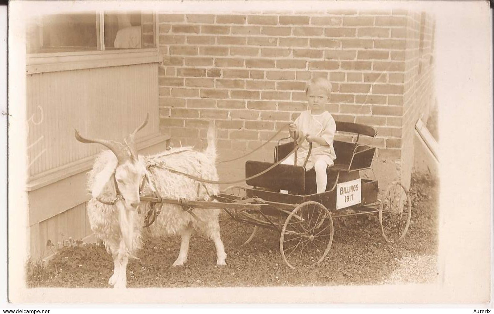 USA - Carte-photo Goat Cart Billings Montana - Billings