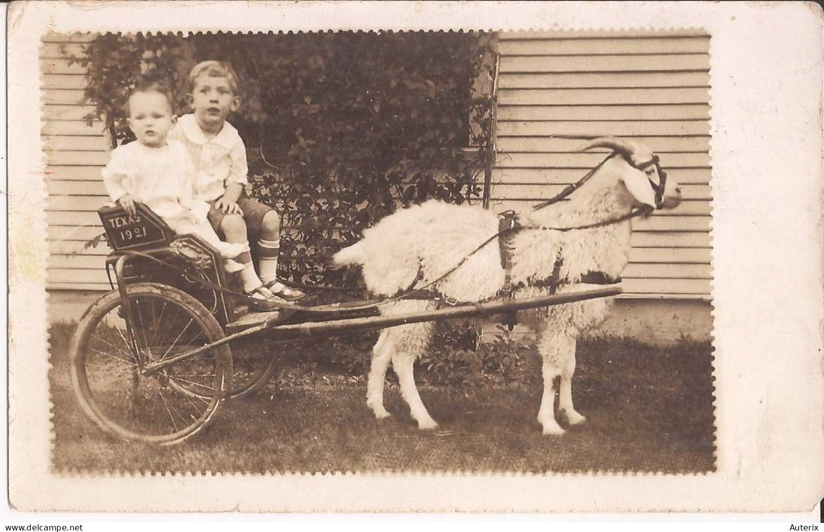 USA - Carte-photo Goat Cart Mention Manuscrite Texas - Other & Unclassified