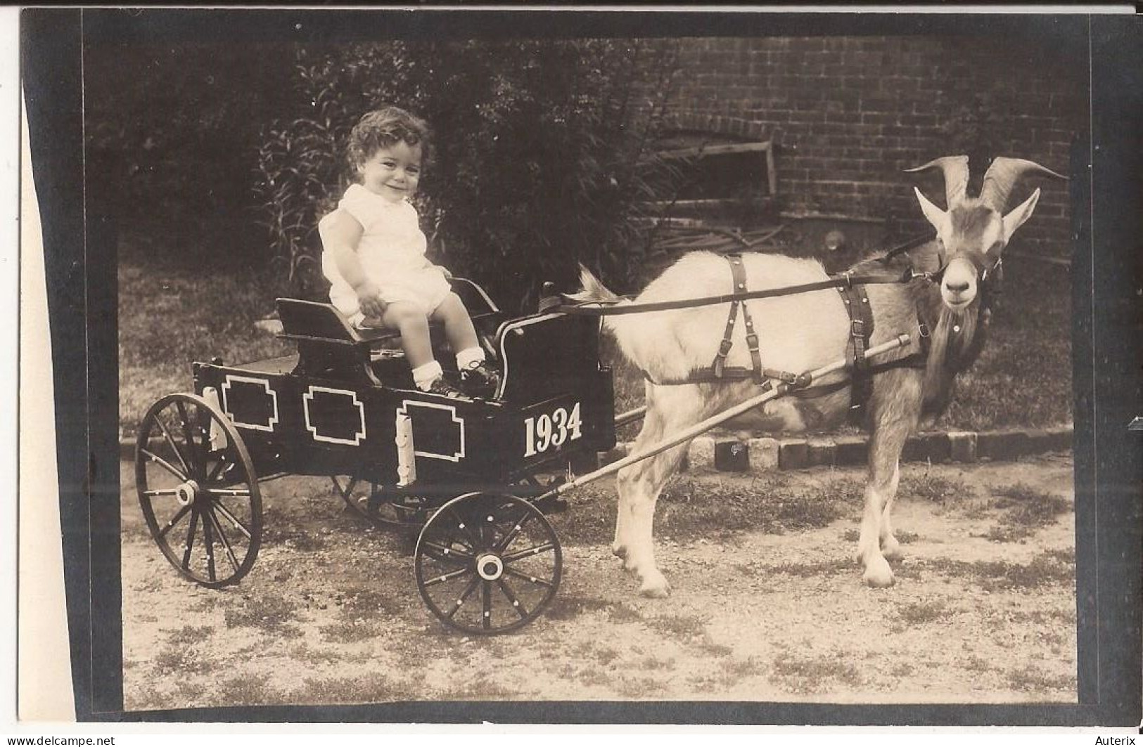 USA - Carte-photo Goat Cart E1934 Carte Photo - Autres & Non Classés