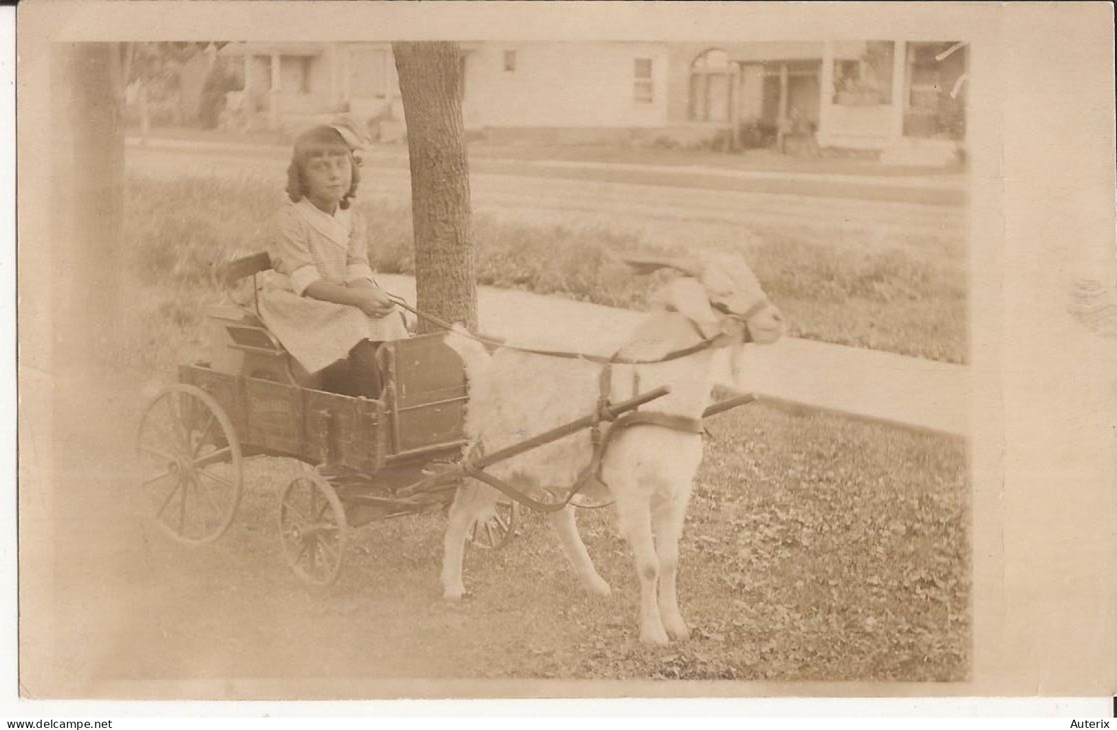 USA - Carte-photo Goat Cart Carte Photo - Autres & Non Classés