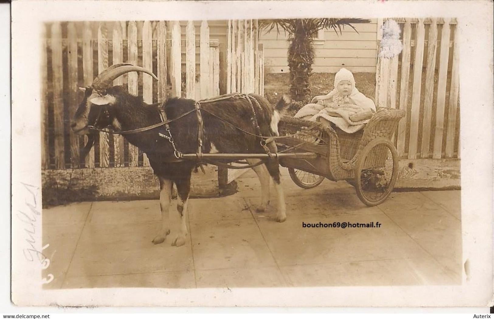 USA - Carte-photo Goat Cart Carte Photo - Autres & Non Classés