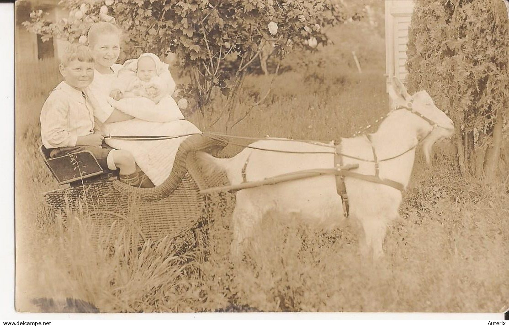 USA - Carte-photo Goat Cart Carte Photo - Autres & Non Classés