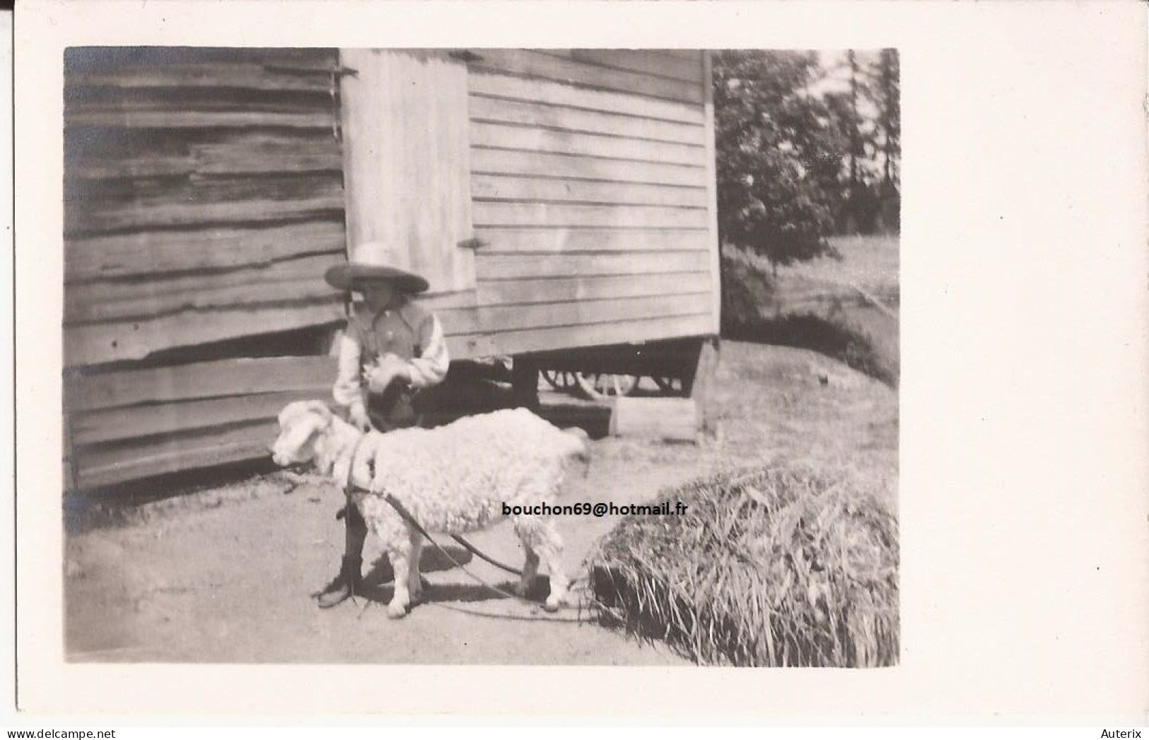 USA - Carte-photo Goat Cart Carte Photo - Autres & Non Classés