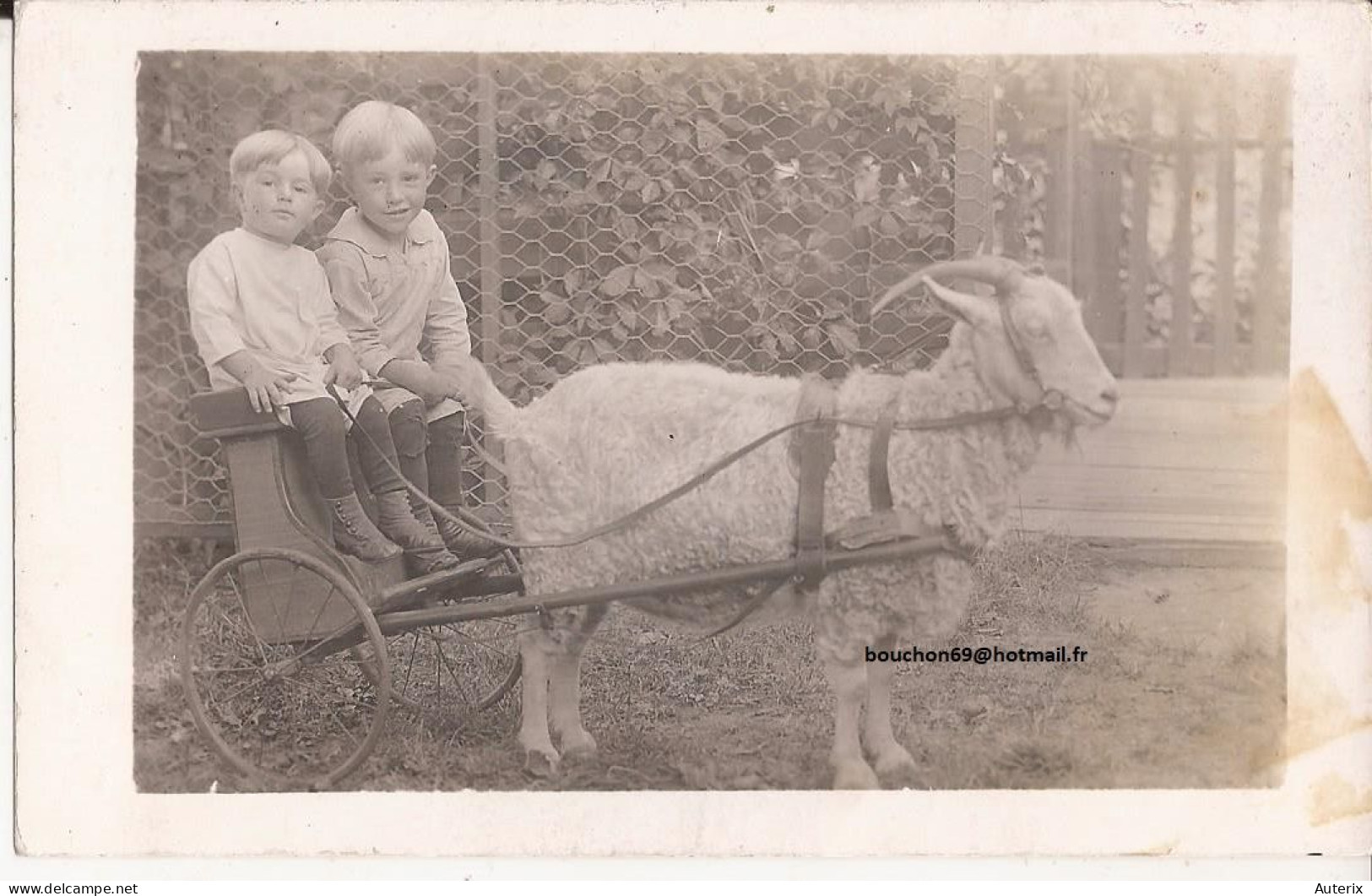 USA - Carte-photo Goat Cart Carte Photo Davenport Iowa - Davenport