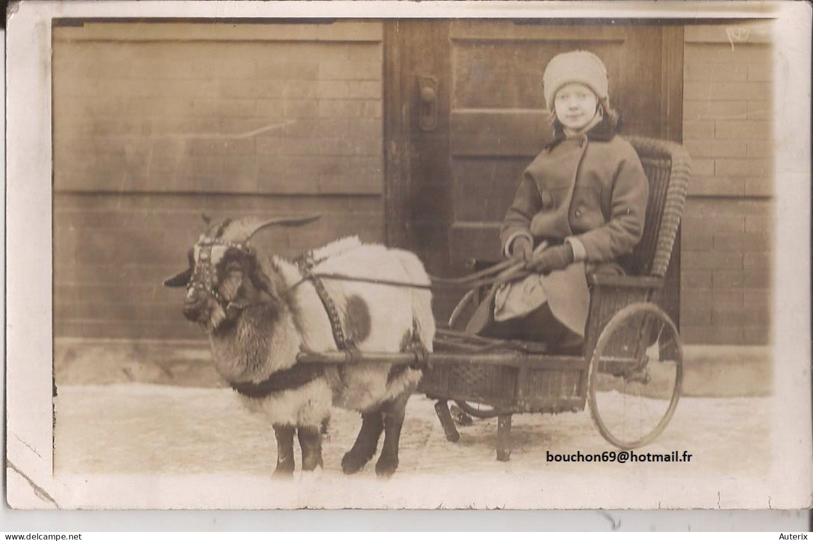 USA - Carte-photo Goat Cart Carte Photo - Autres & Non Classés