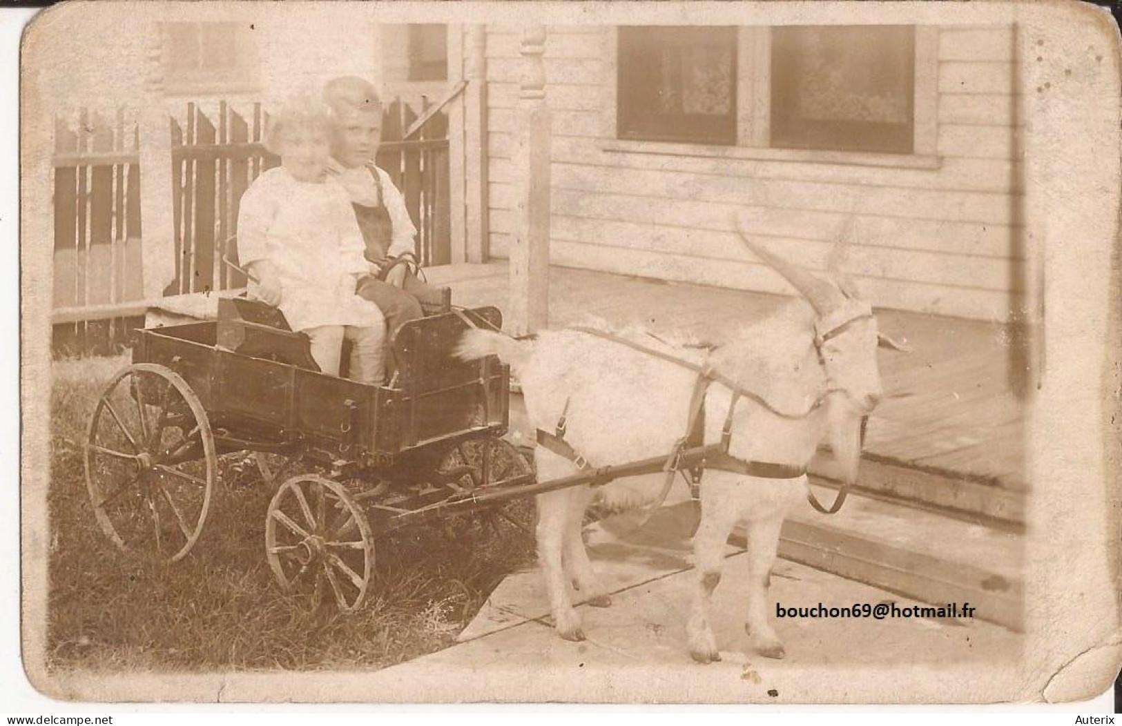 USA - Carte-photo Goat Cart Carte Photo - Autres & Non Classés