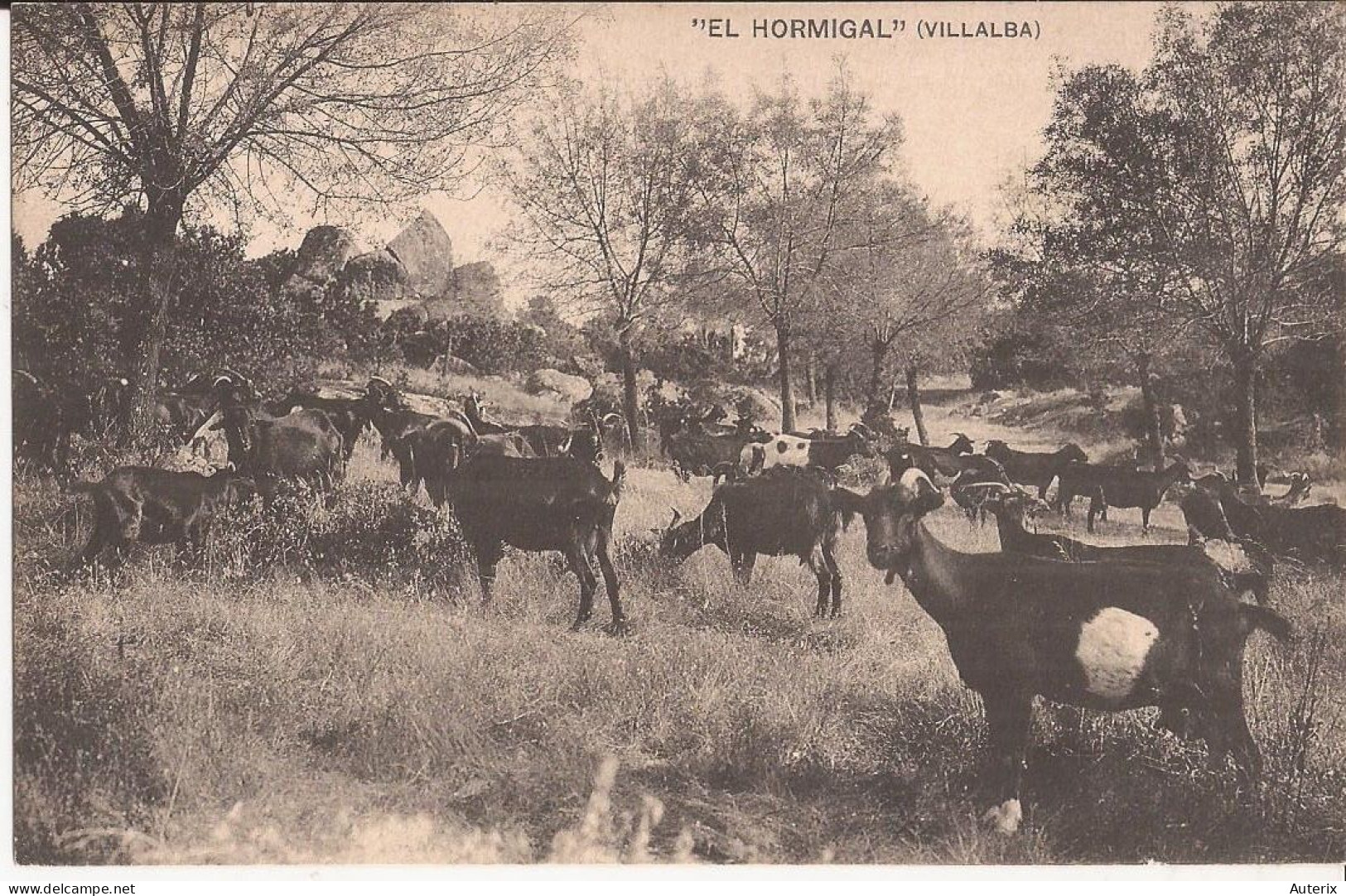 Espagne - El Hormigal - Villalba - Cabras Cabras Goat - Madrid