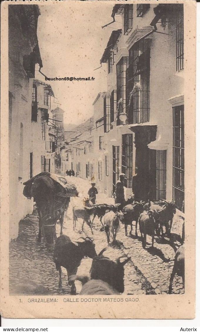 Espagne - Grazalema - Calle Doctor Mateos Gago Cabras Goat - Cádiz