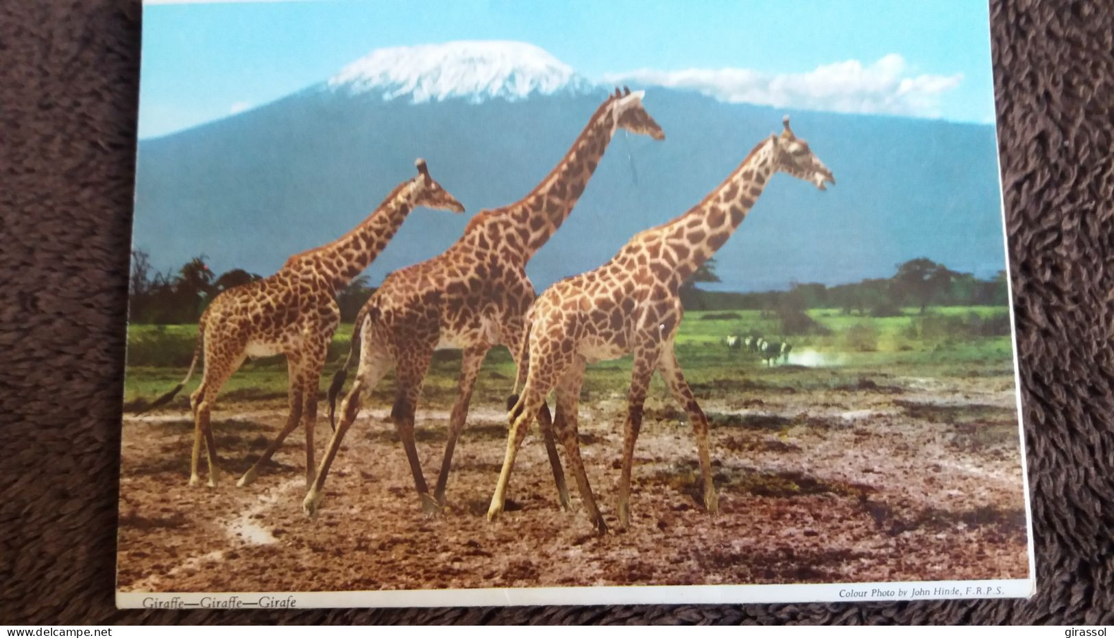 CPSM DEPLIANT LION GIRAFE GRUE ELEPHANT TOPI CARTE GEOGRAPHIQUE KENYA JOHN HINDE 1977 - Lions