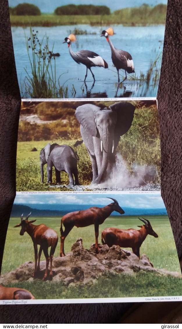 CPSM DEPLIANT LION GIRAFE GRUE ELEPHANT TOPI CARTE GEOGRAPHIQUE KENYA JOHN HINDE 1977 - Lions