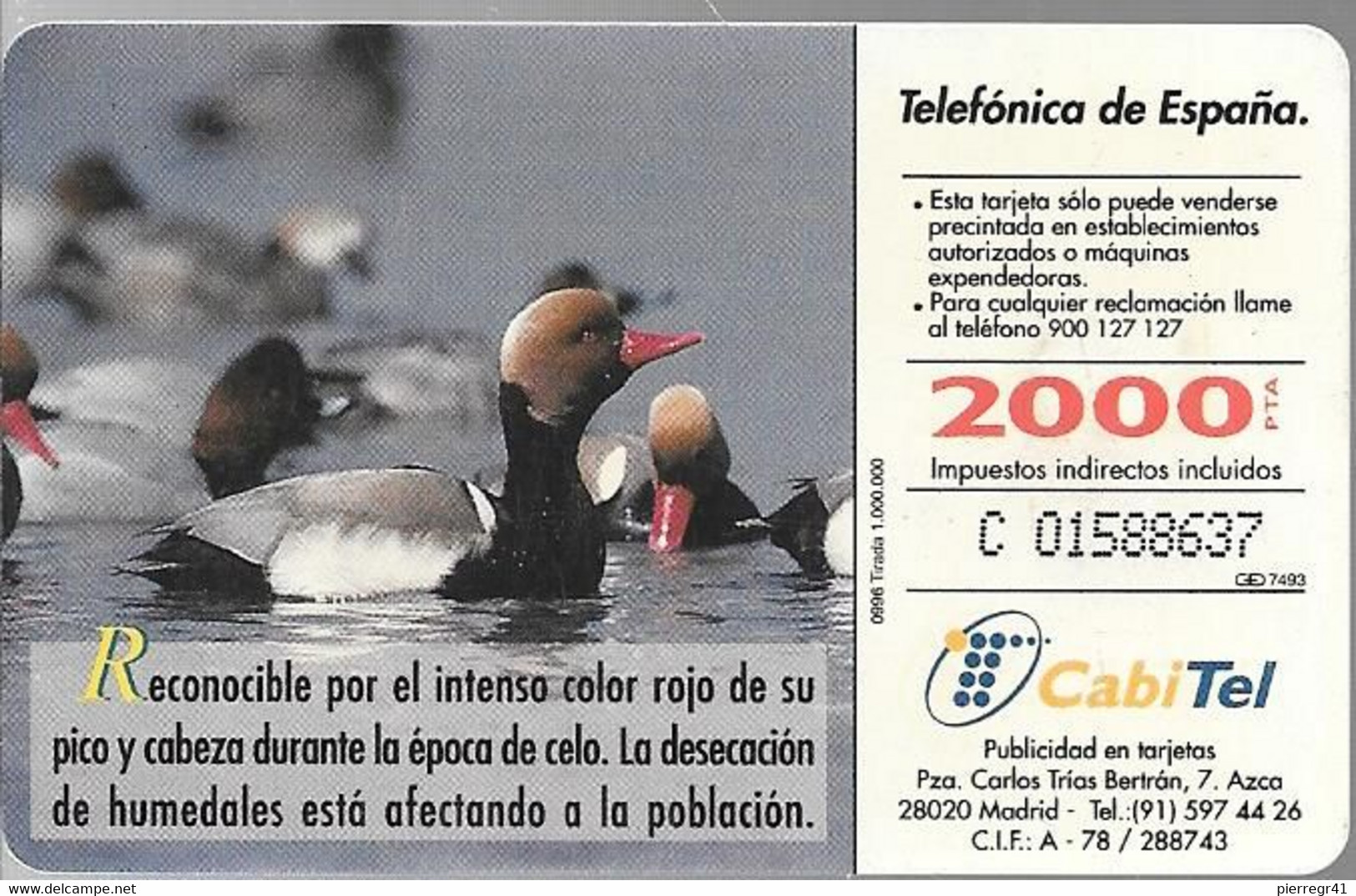 CARTE-PUCE-ESPAGNE-2000Pts-09/96-CANARD-PATO COLORADO-TBE - Hühnervögel & Fasanen