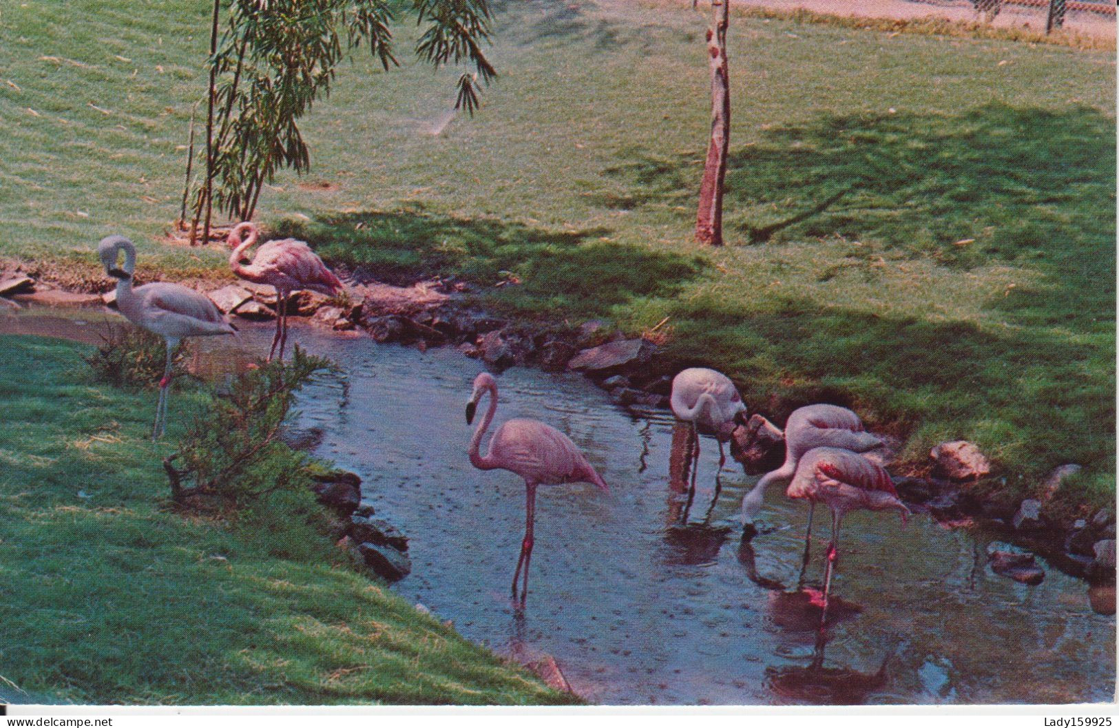 Japanese Flower Gardens  Arizona Stocks, Phoenix Zoo  Phoenix Arizona USA. 3 Cards Little Japanese Girls Birds Flamingo - Phoenix