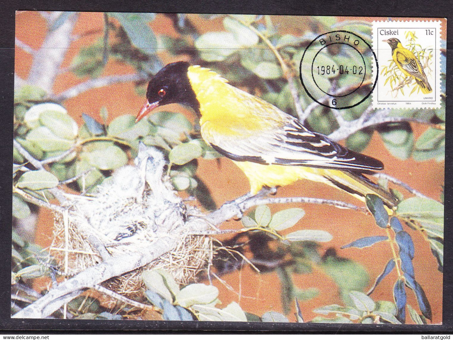 Ciskei 1984 Black Headed Oriole Maxi Card - Ciskei