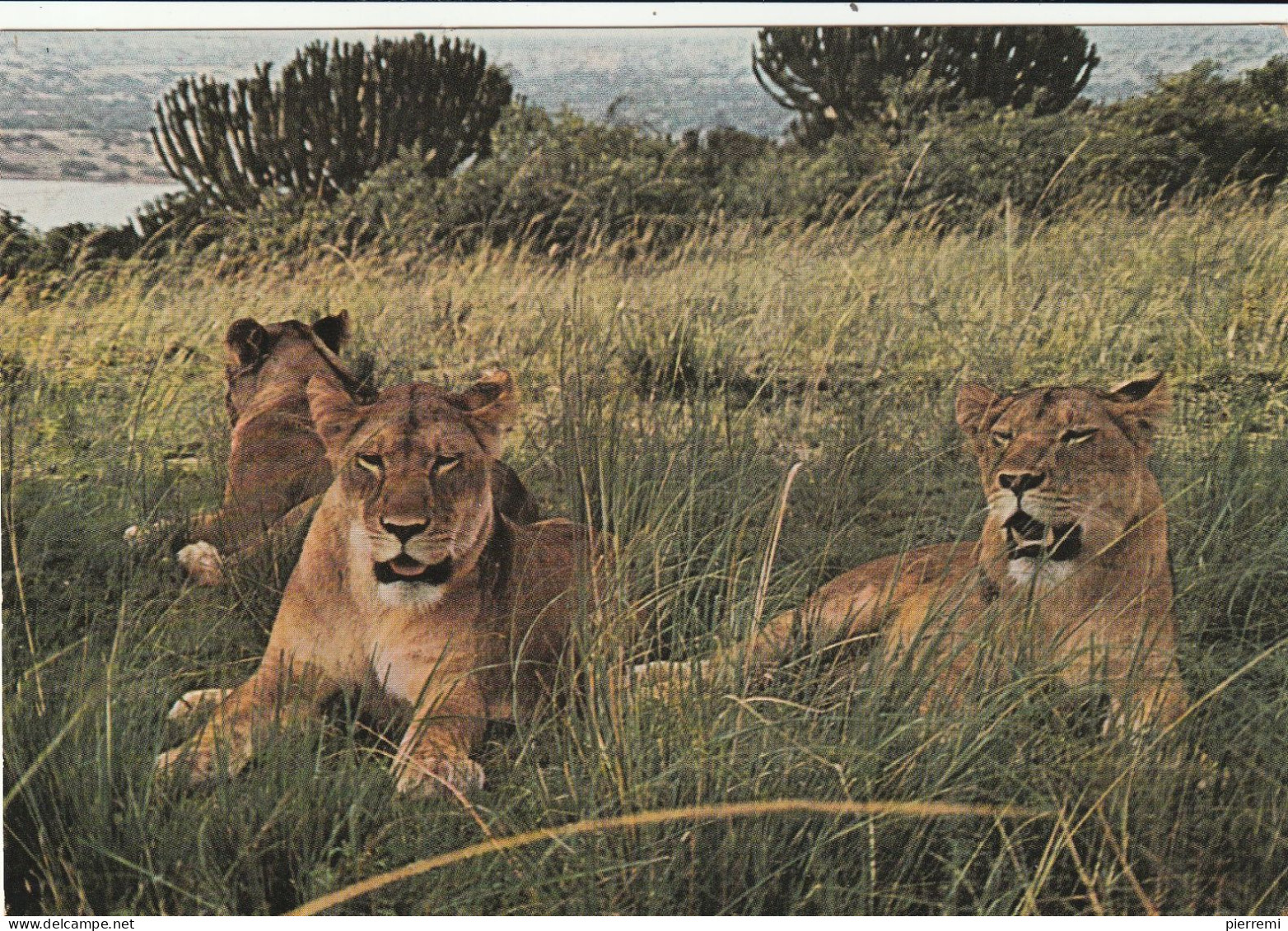 Lionnes....  East Africa - Lions