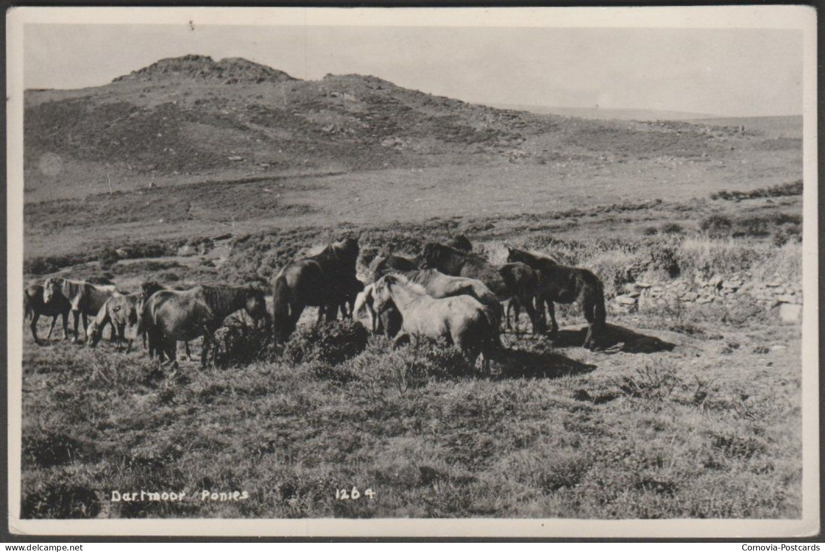 Dartmoor Ponies, Devon, C.1930 - Kenneth E Ruth RP Postcard - Dartmoor