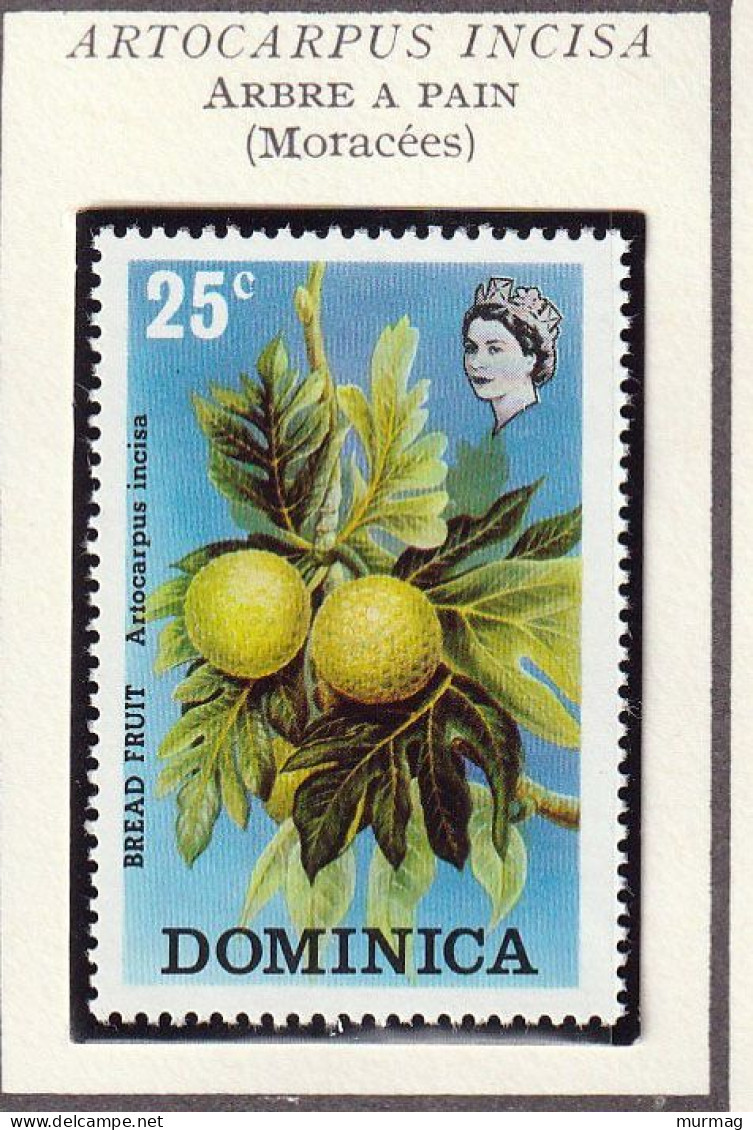 DOMINIQUE - Arbre à Pain (moracées) - 1973 - MNH - Dominica (...-1978)