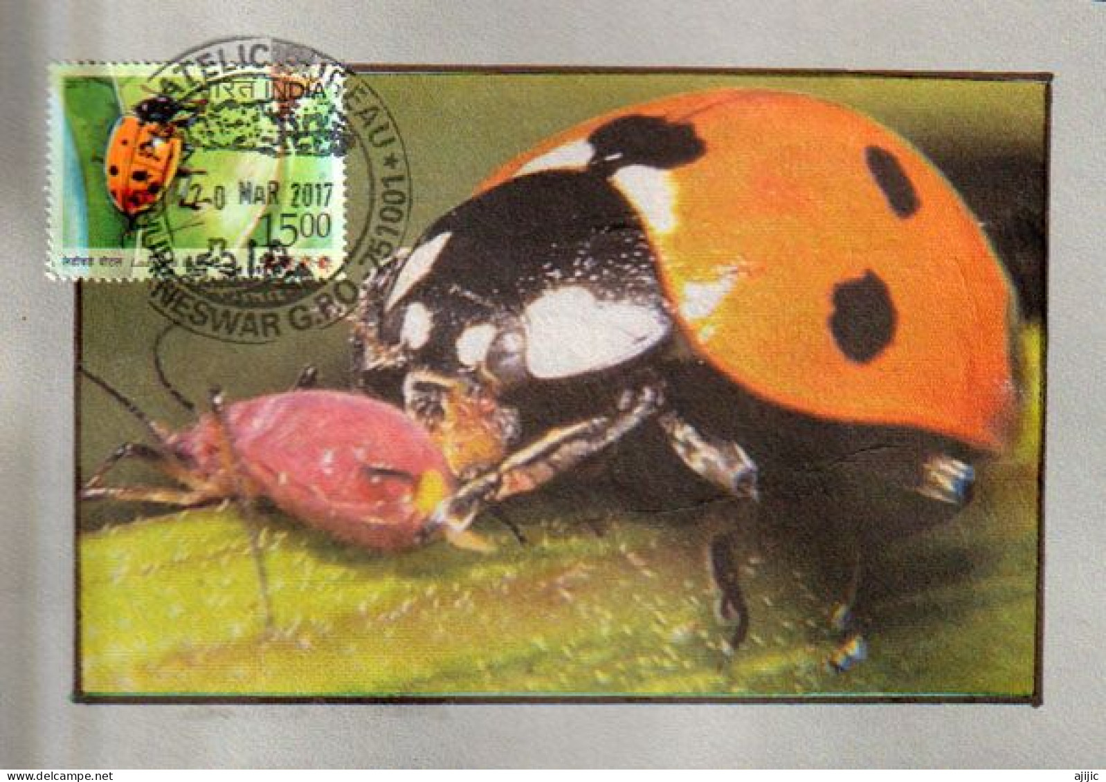 Ladybird Beetle (coccinelle).Maximum-card From India (Postmark From Bhubaneswar)  Odisha. INDIA - Briefe U. Dokumente