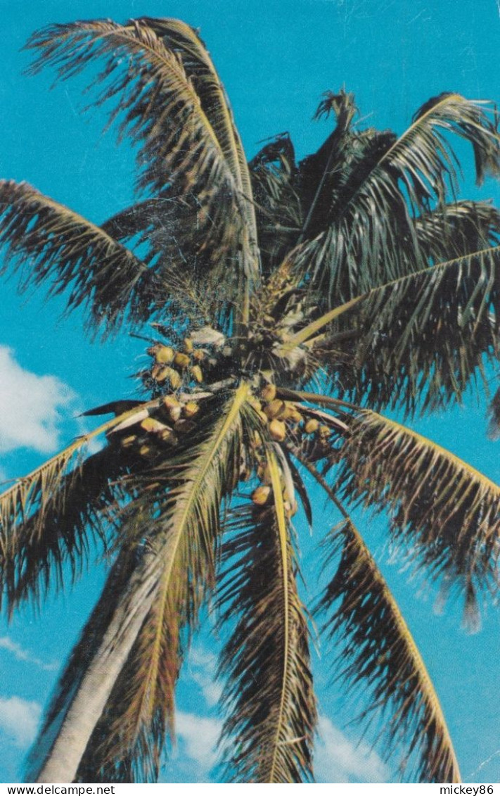 USA--cachet  BOCA RATON (Floride) .tp Liberty Sur Carte Postale  Coconut Palm Tree - Briefe U. Dokumente